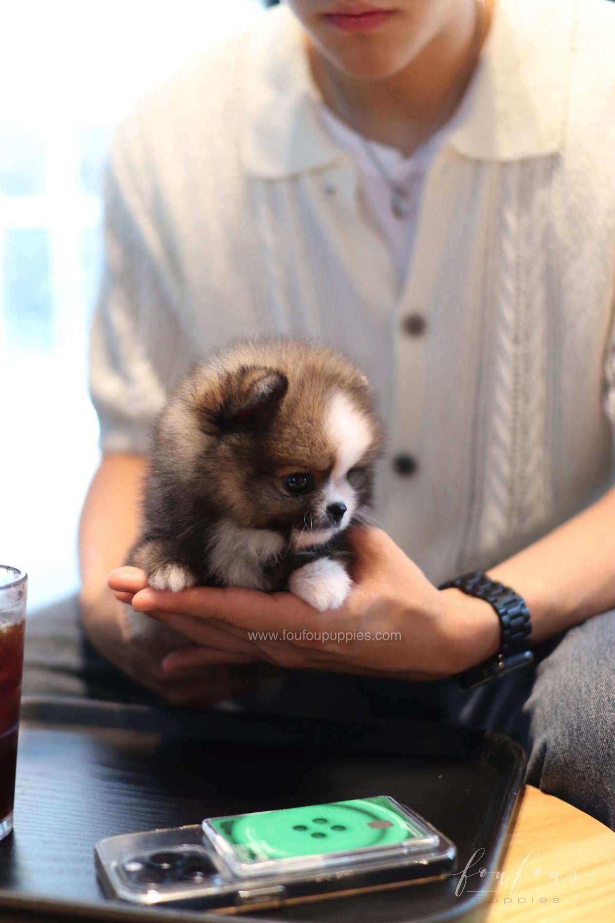 Kelly - Pomeranian F.