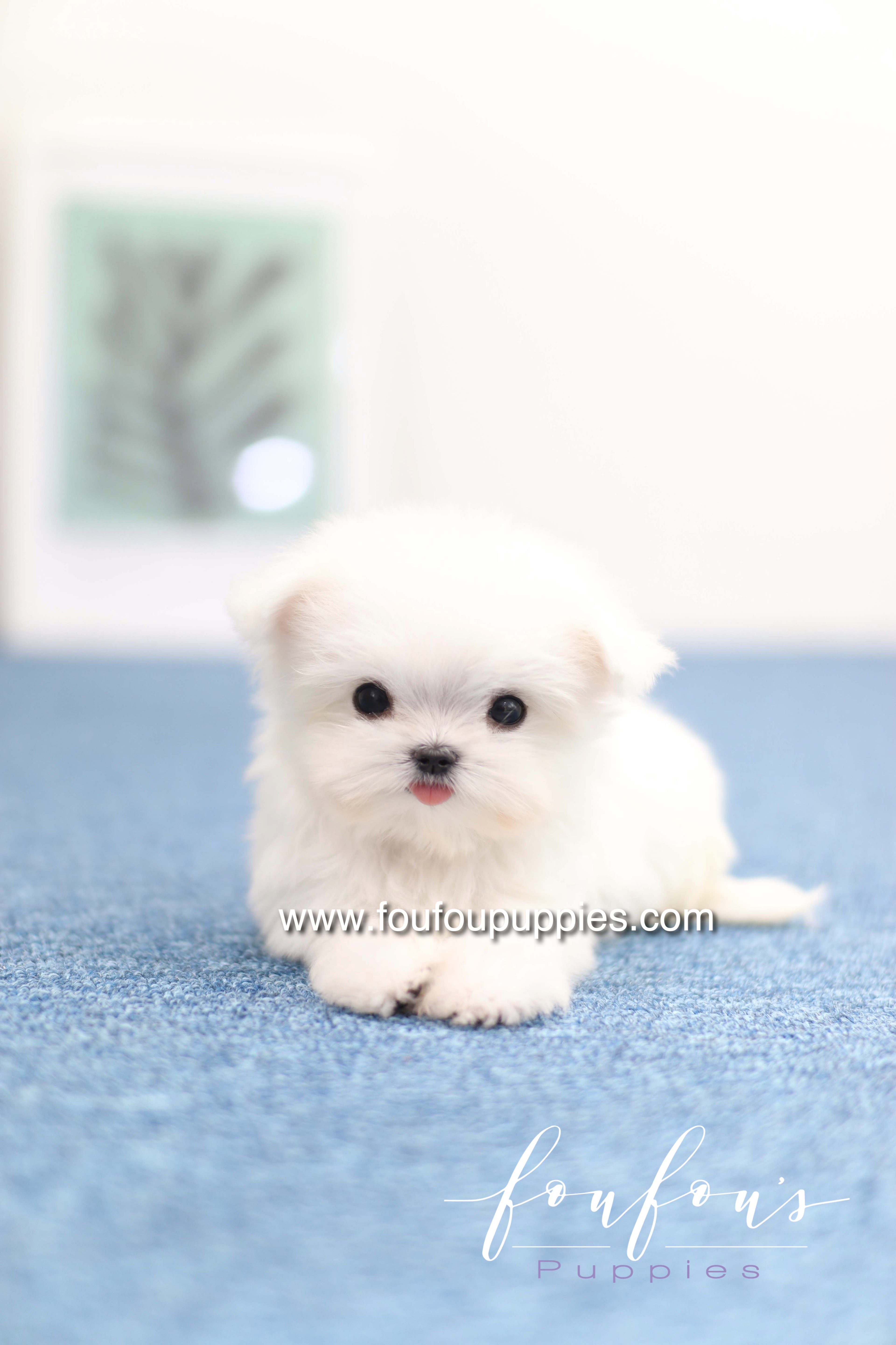 Daisy - Maltese F. -