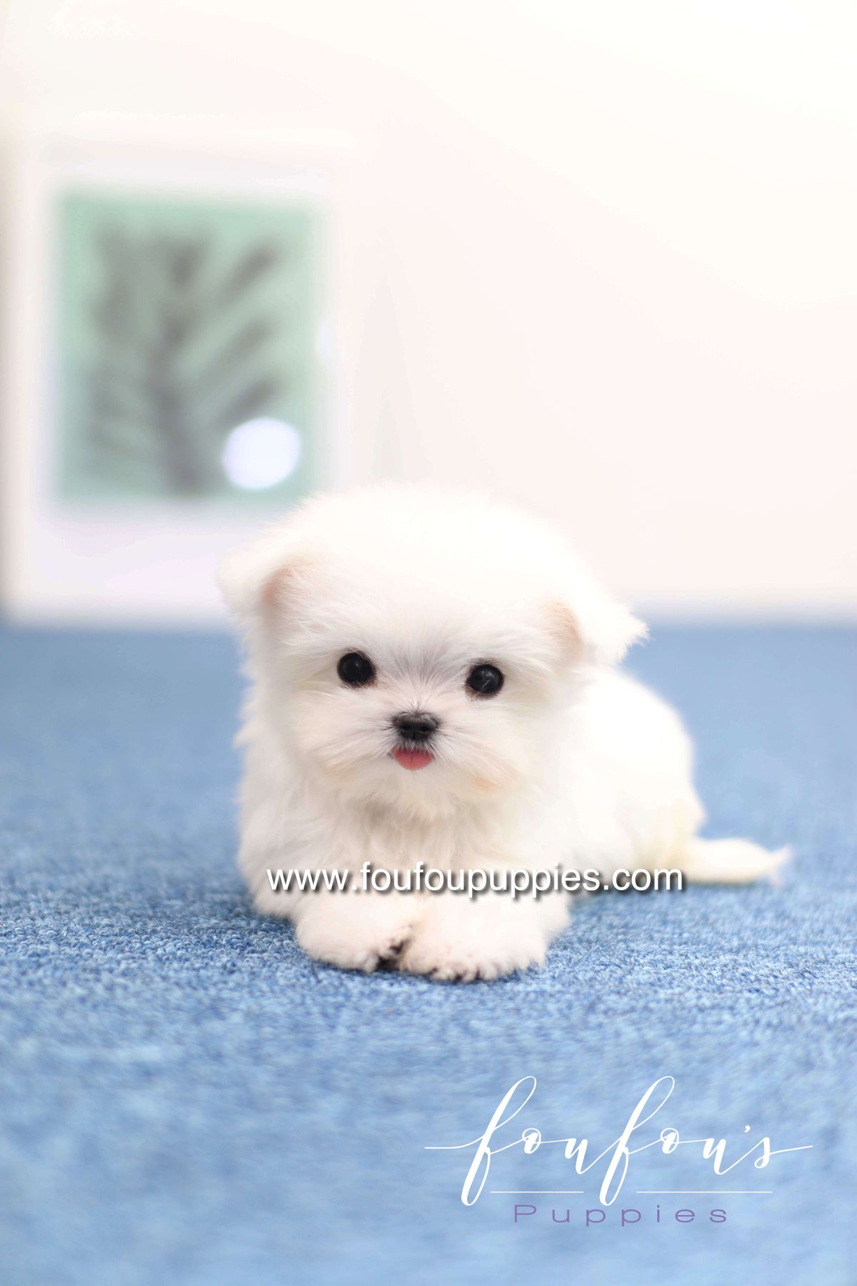 Daisy - Maltese F. -