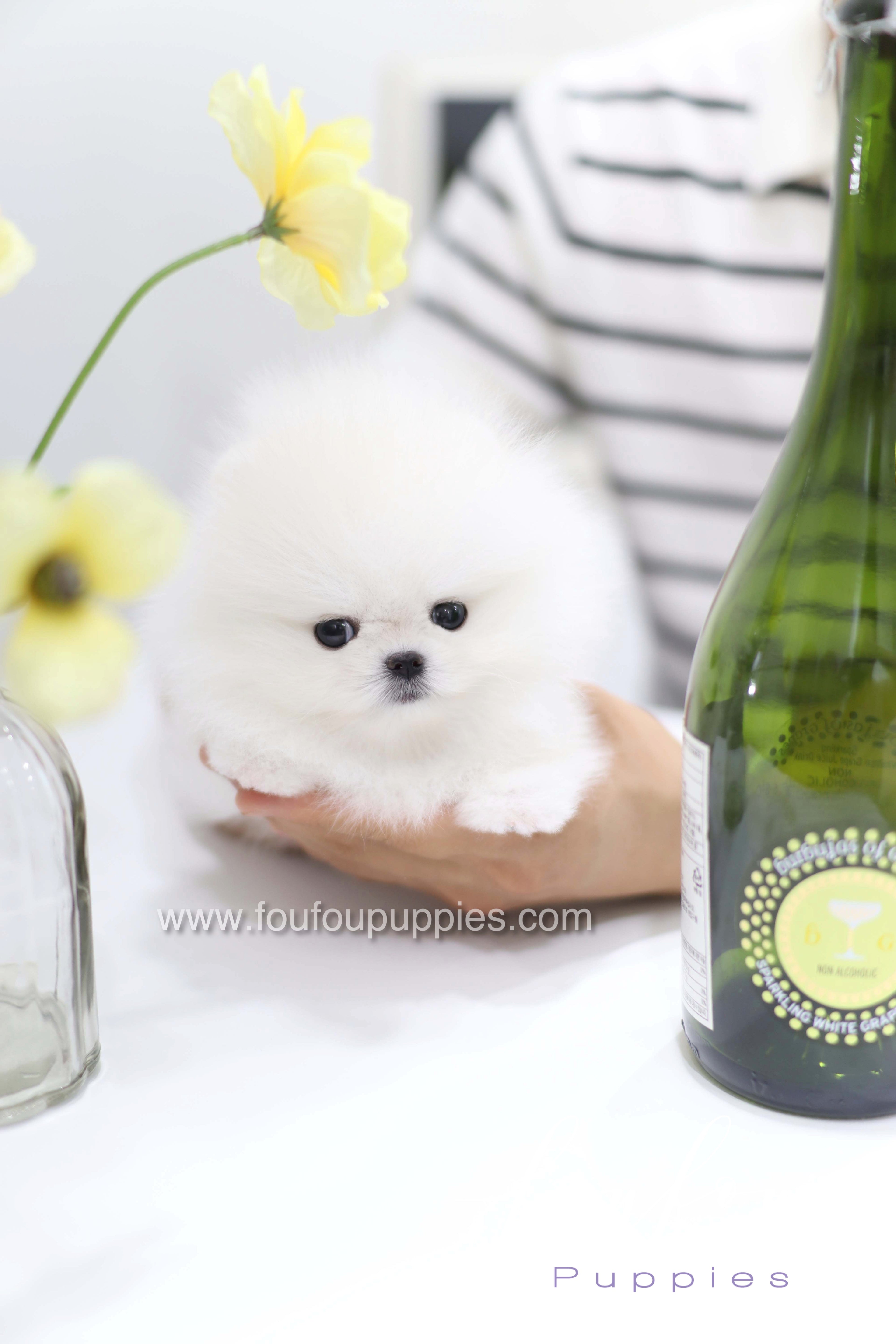 Teddy - Pomeranian M.