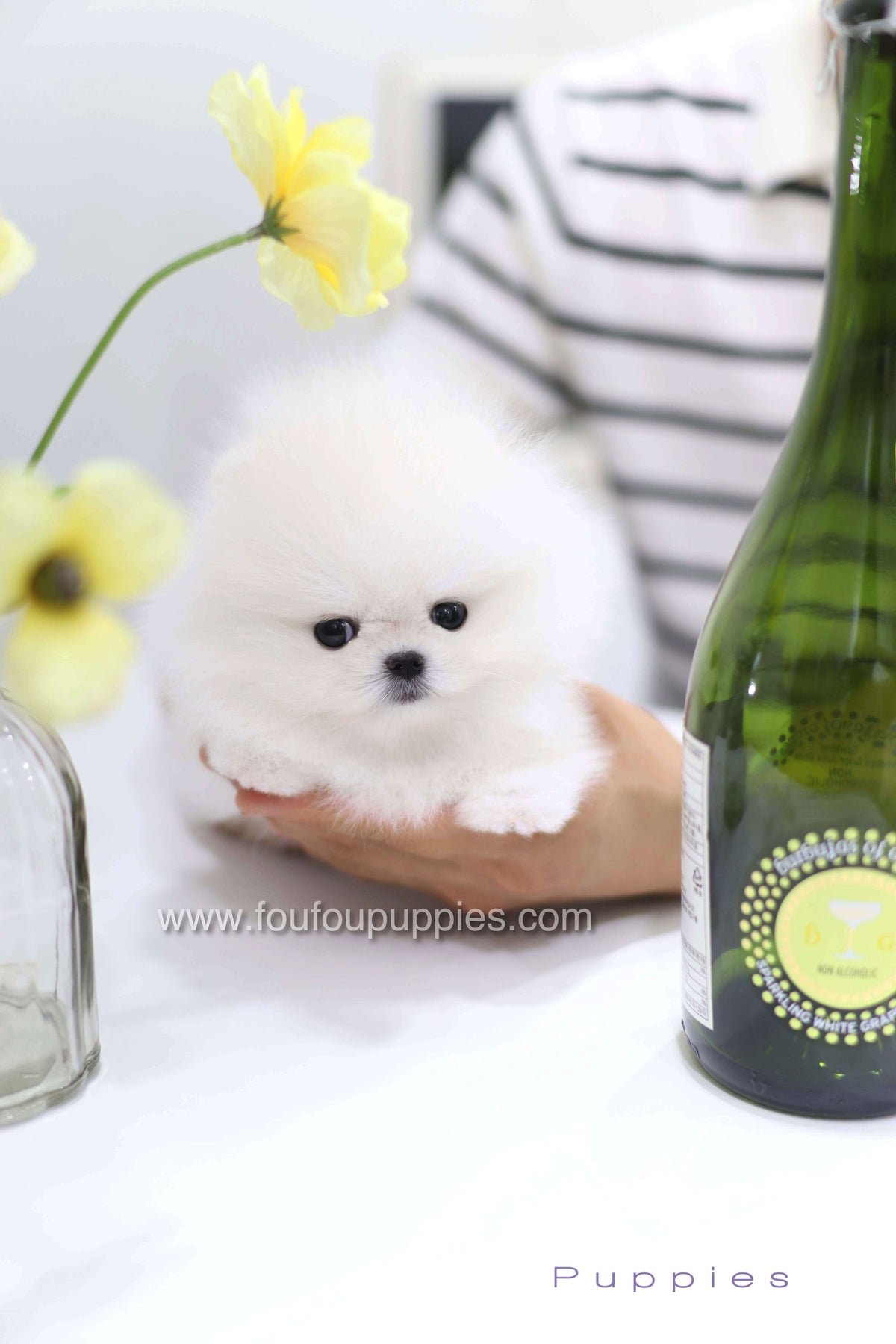 Teddy - Pomeranian M.