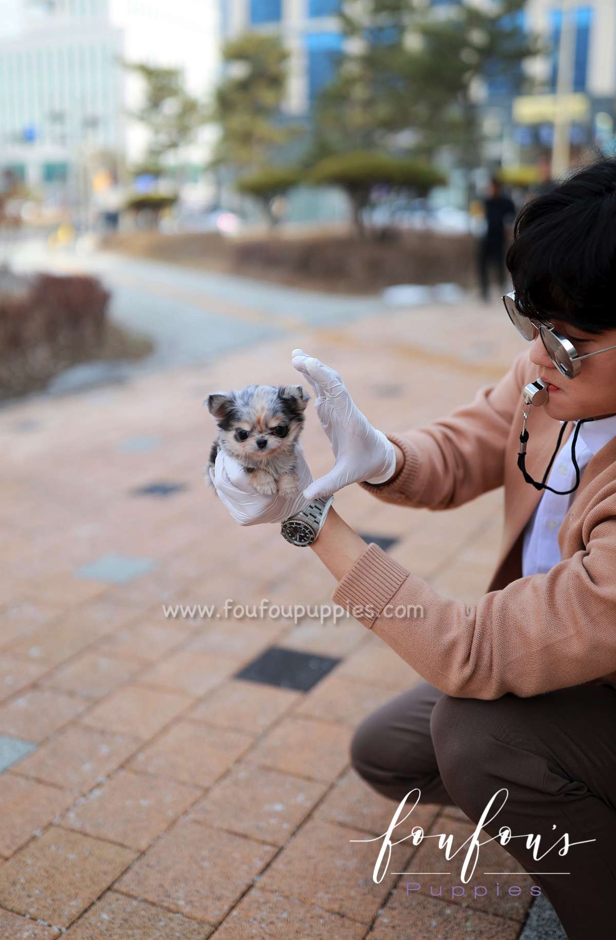 Beenie - Chihuahua F.