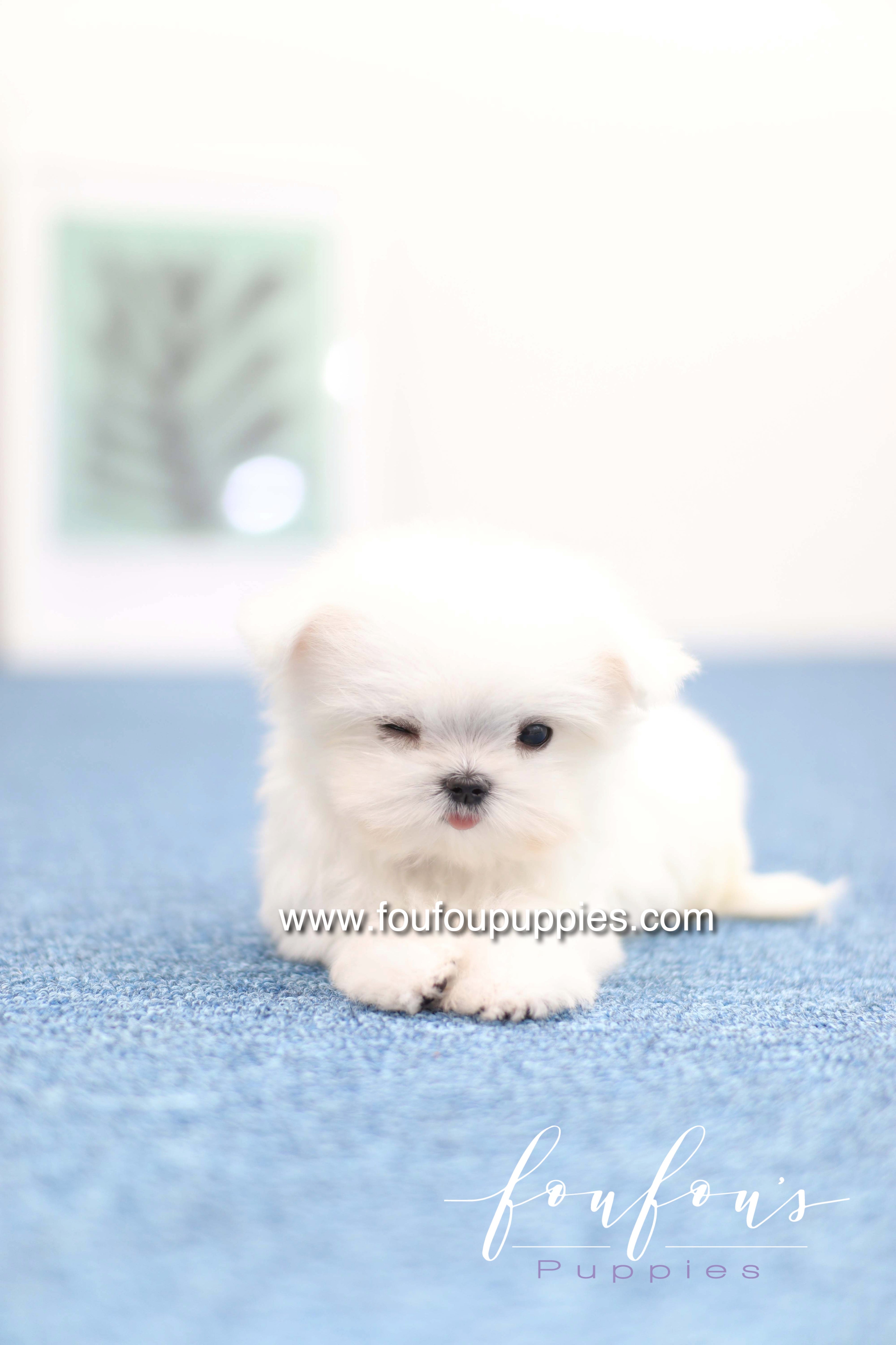 Daisy - Maltese F. -