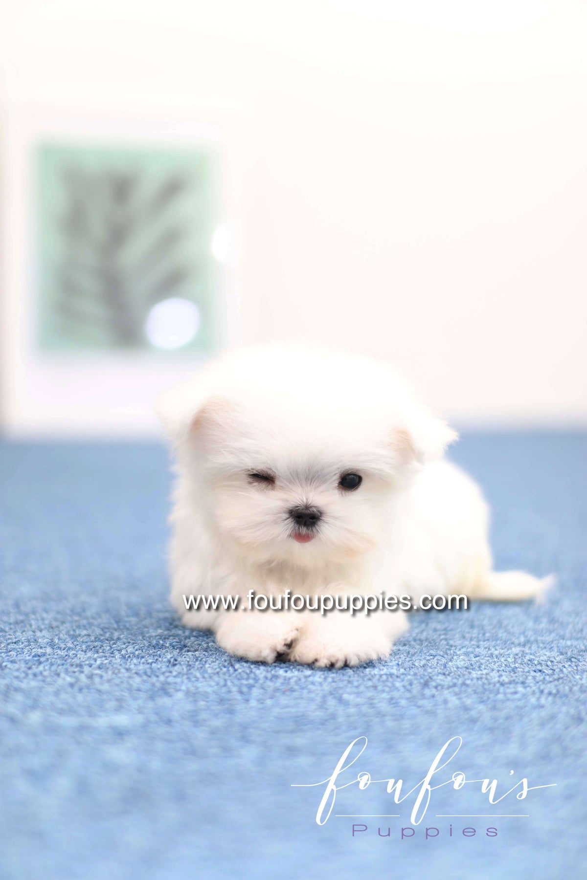 Daisy - Maltese F. -
