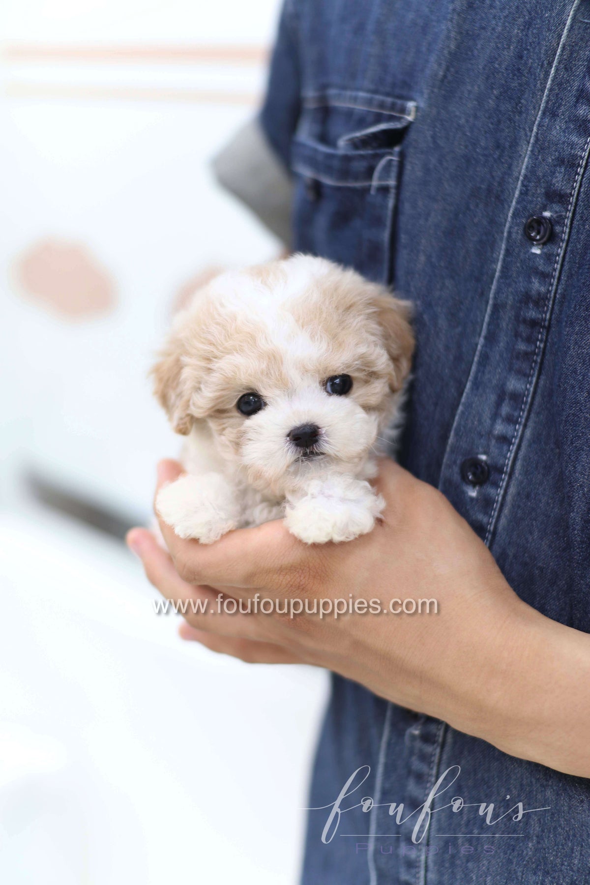 Mori - Poodle F.