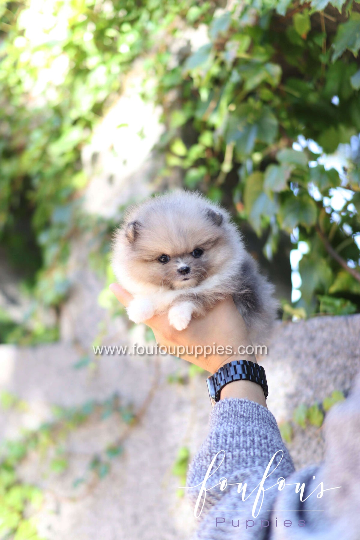 Zephyr - Pomeranian M.