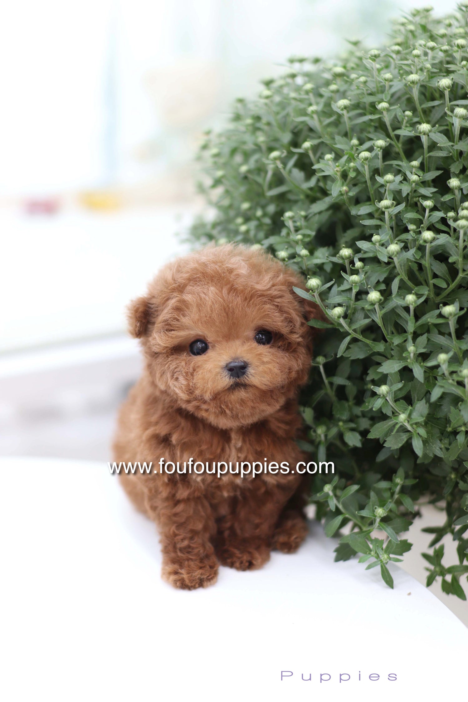 Sushi - Poodle M.