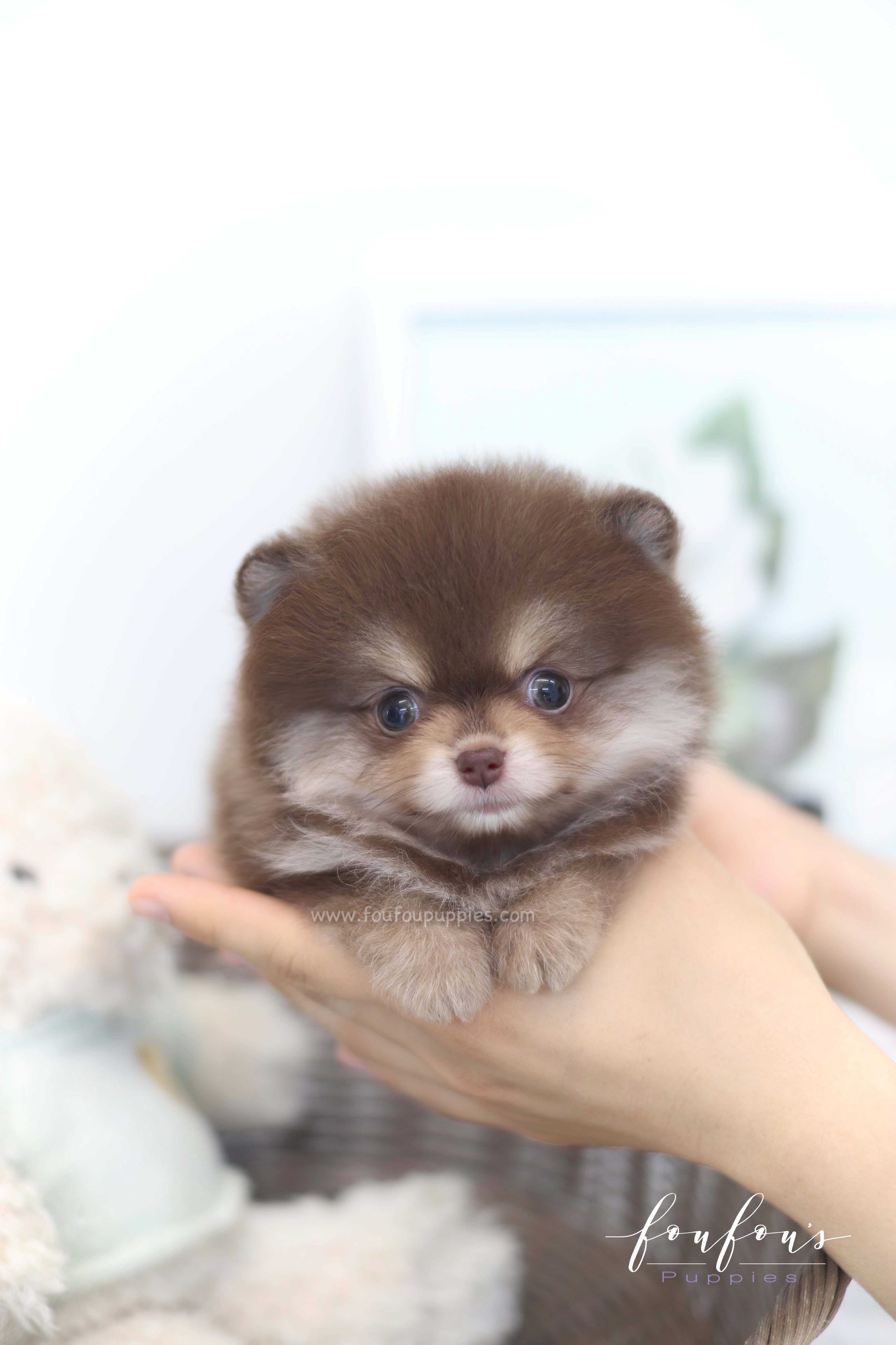 Twix - Pomeranian F.