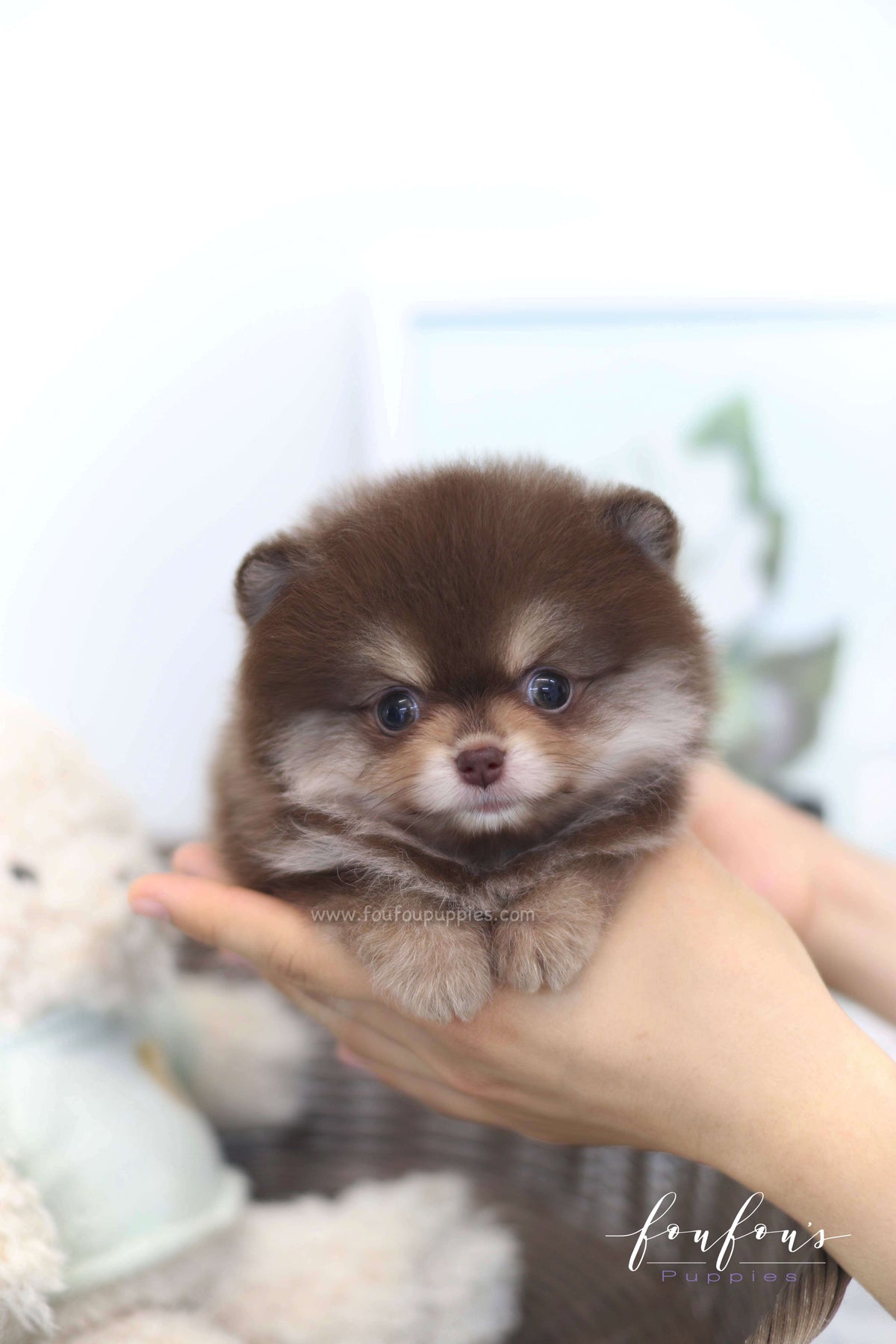 Twix - Pomeranian F.