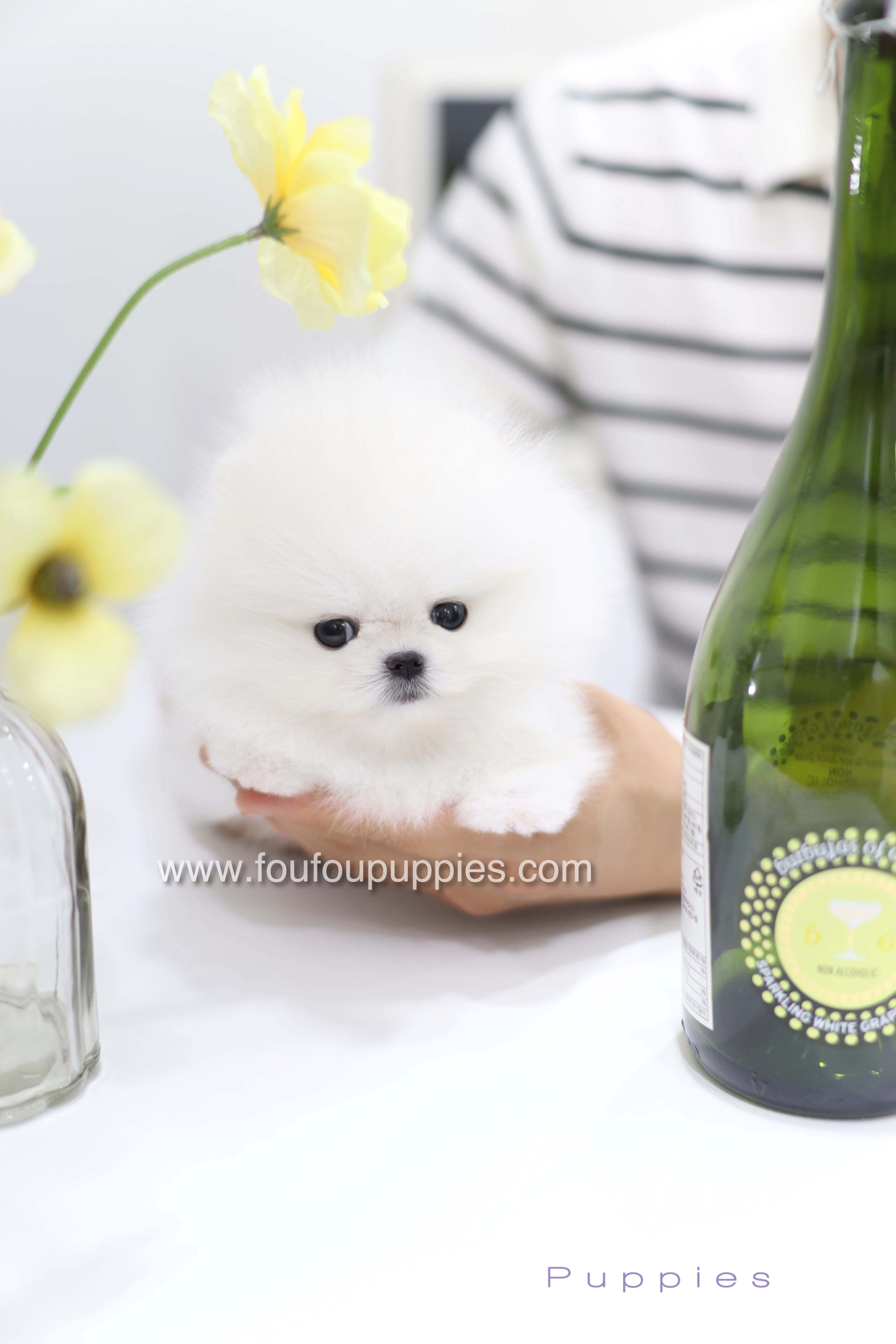 Teddy - Pomeranian M.