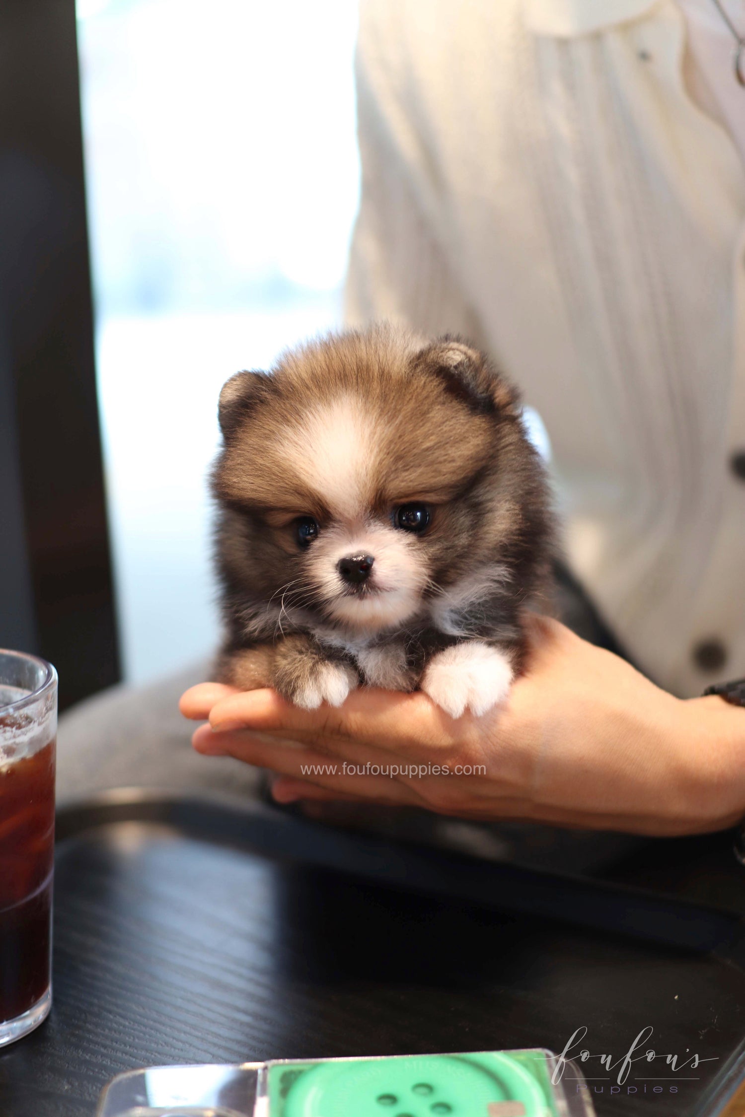 Kelly - Pomeranian F.