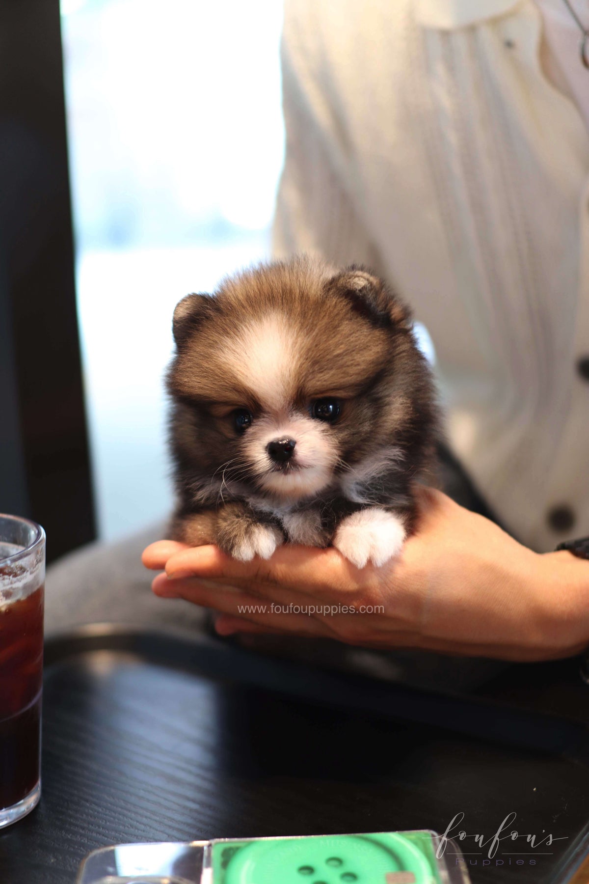 Kelly - Pomeranian F.