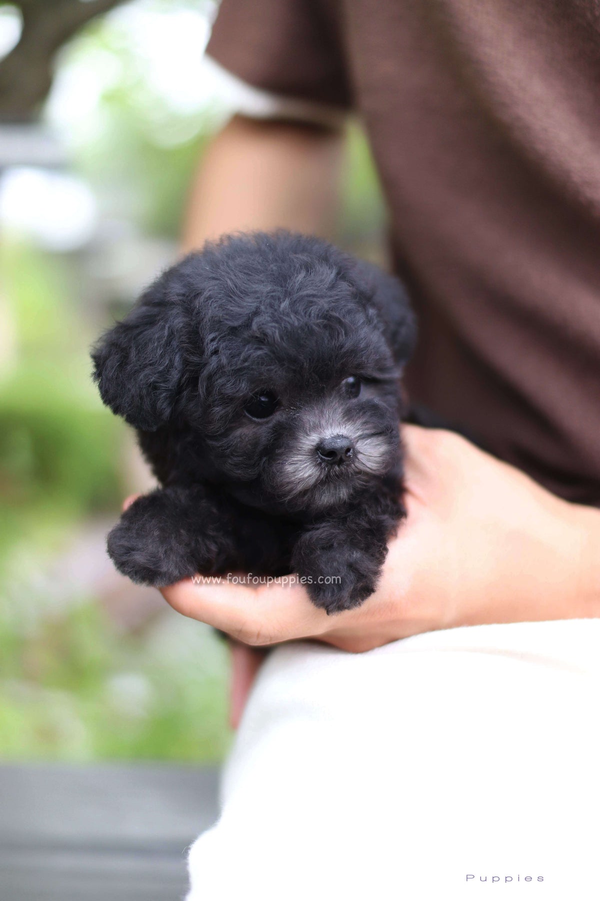 Dahlia - Poodle F.