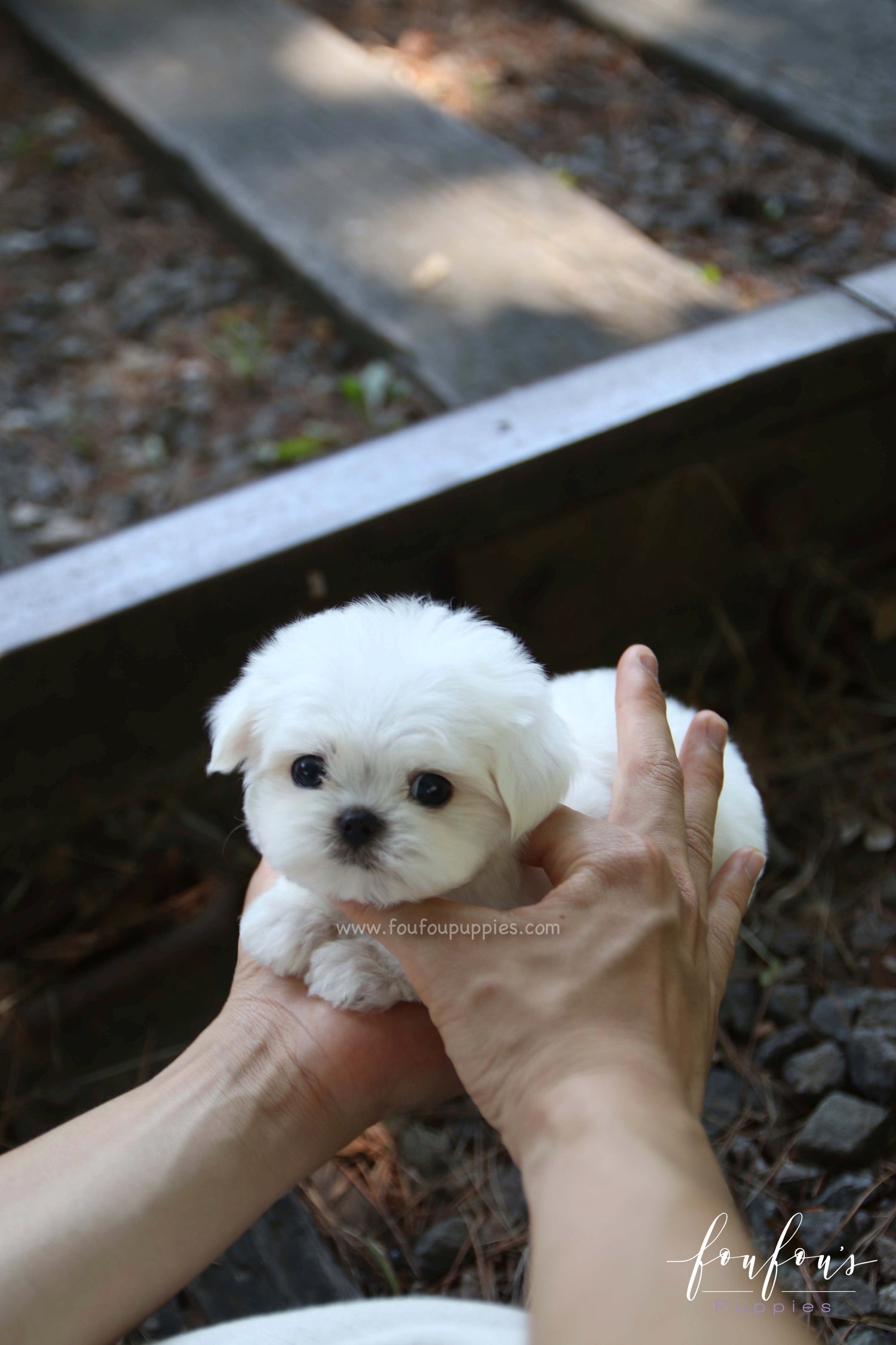 BonBon - Maltese M.