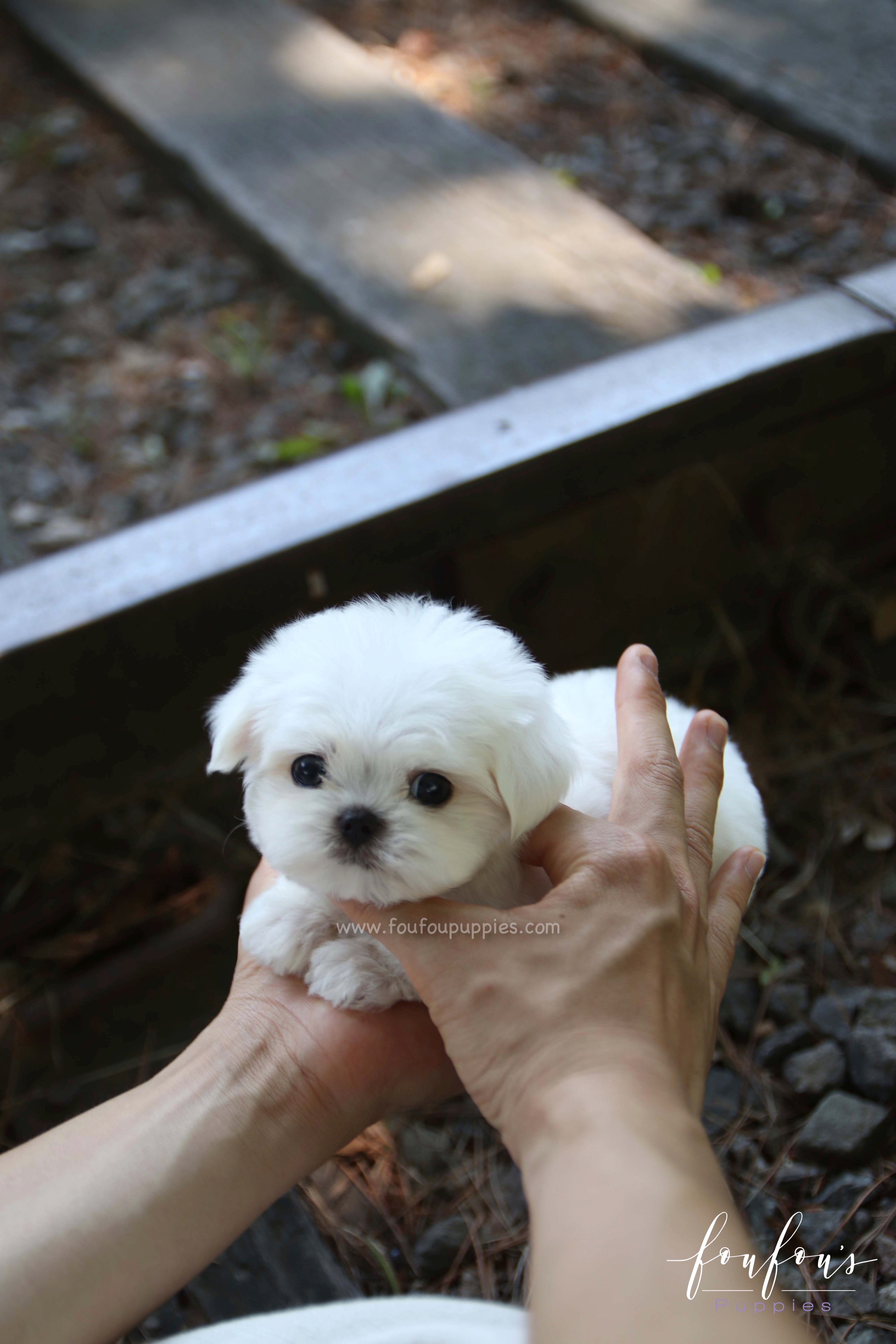 BonBon - Maltese M.