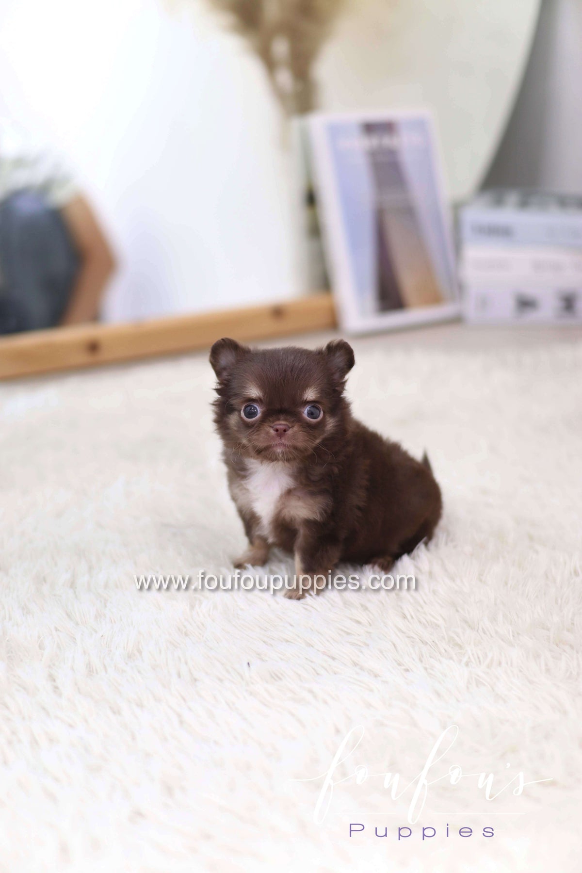 Mocha - Chihuahua F.