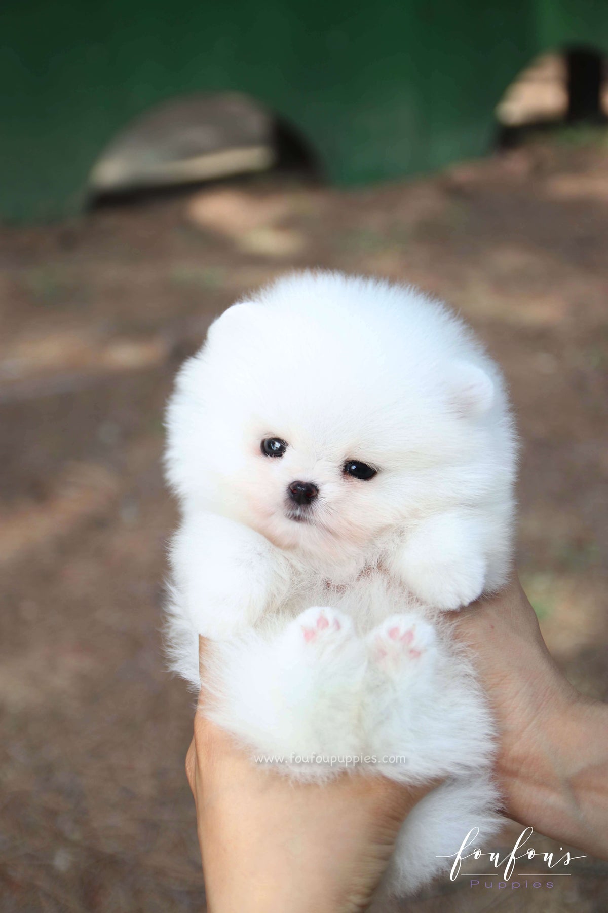 Nova - Pomeranian M.