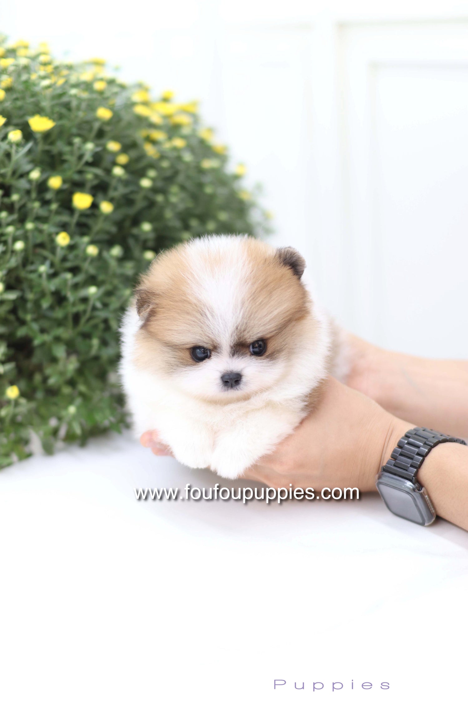 Mushy - Pomeranian M.