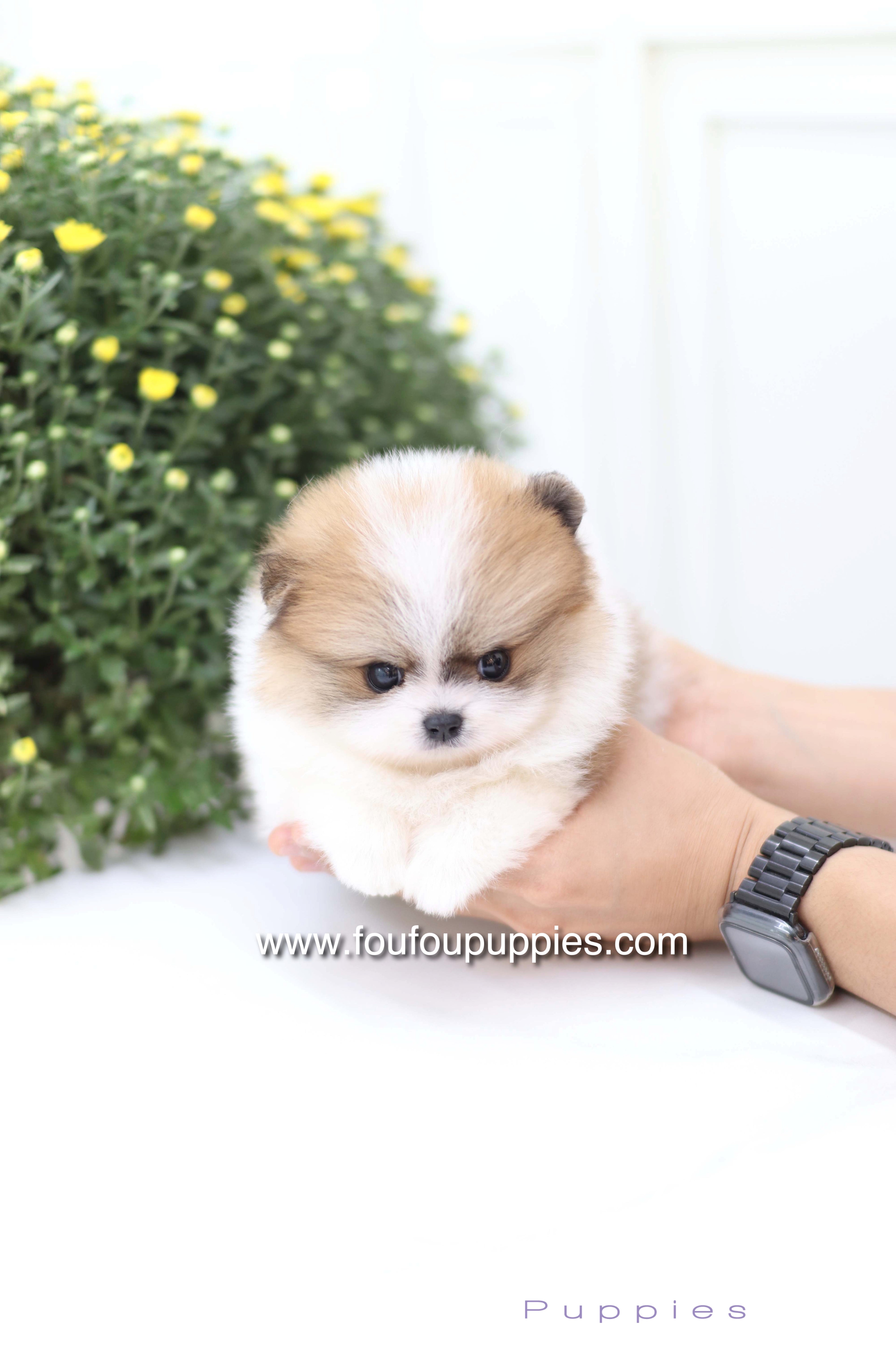 Mushy - Pomeranian M.