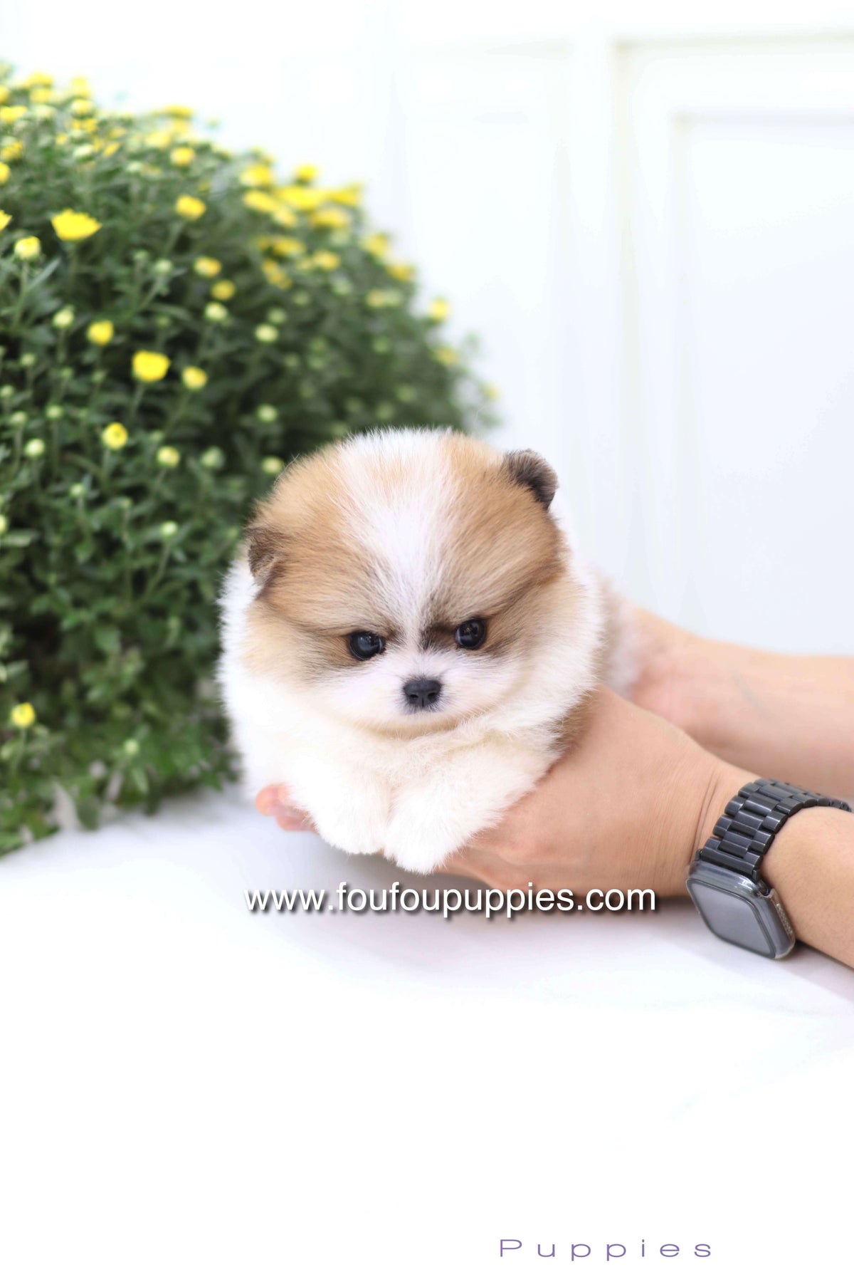 Mushy - Pomeranian M.