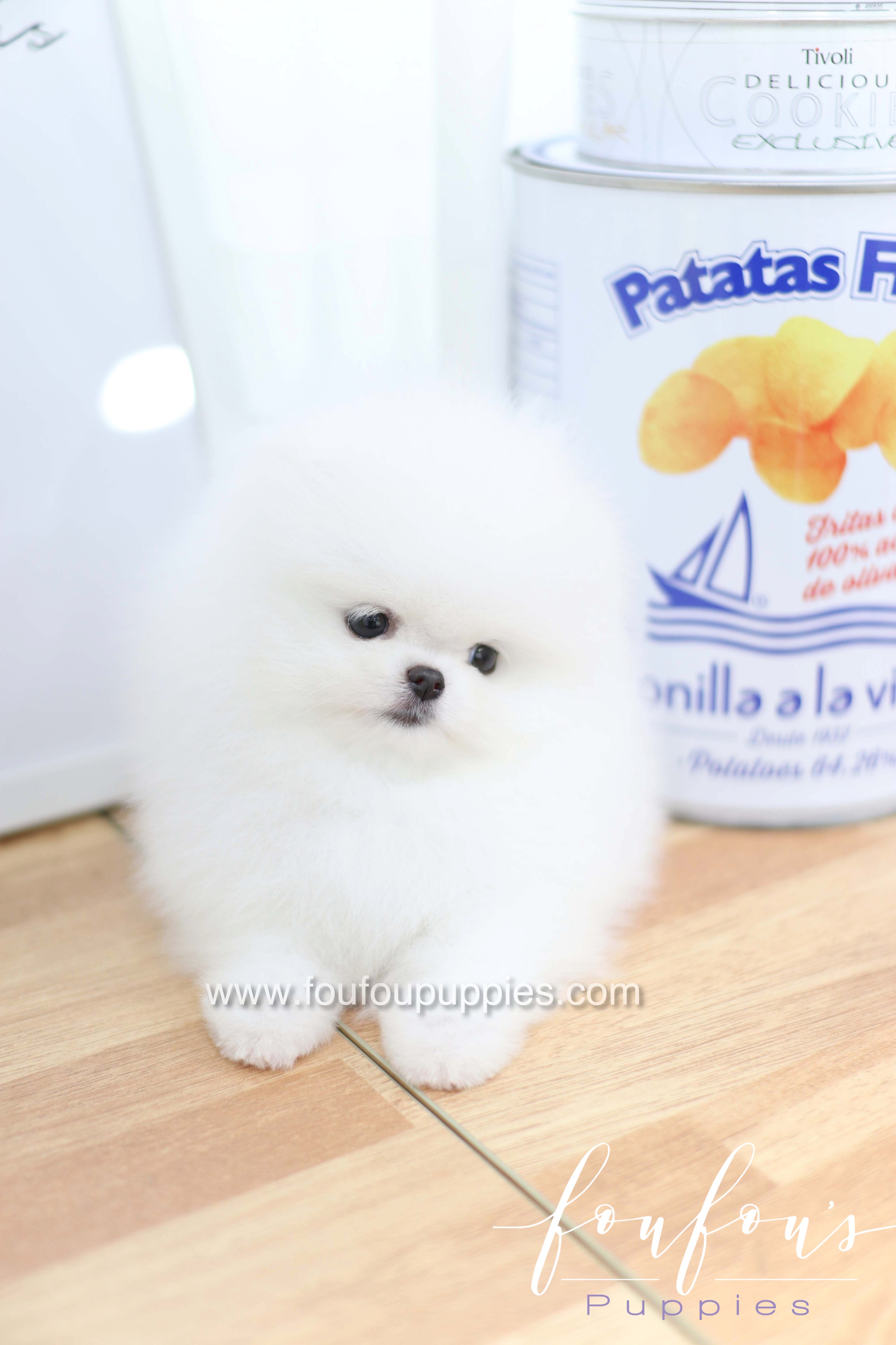 Dior - Pomeranian F.