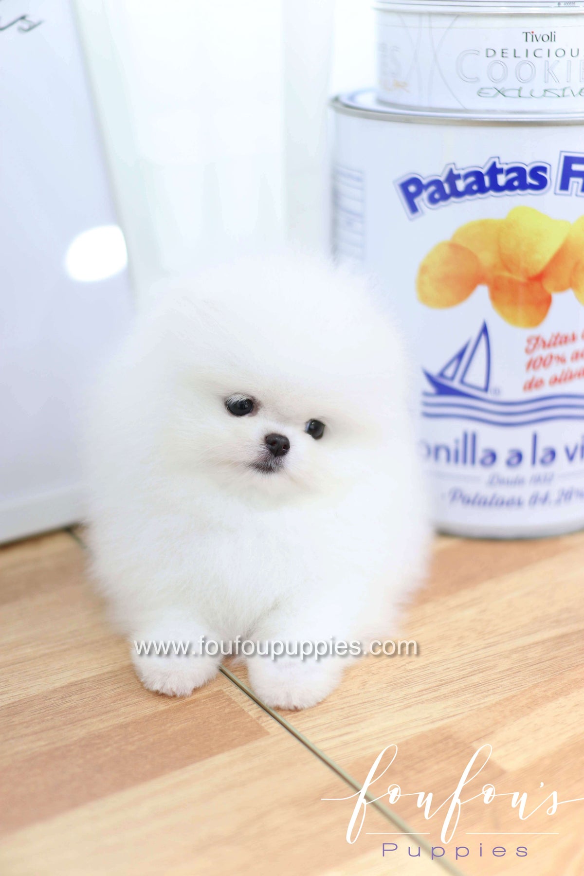 Dior - Pomeranian F.