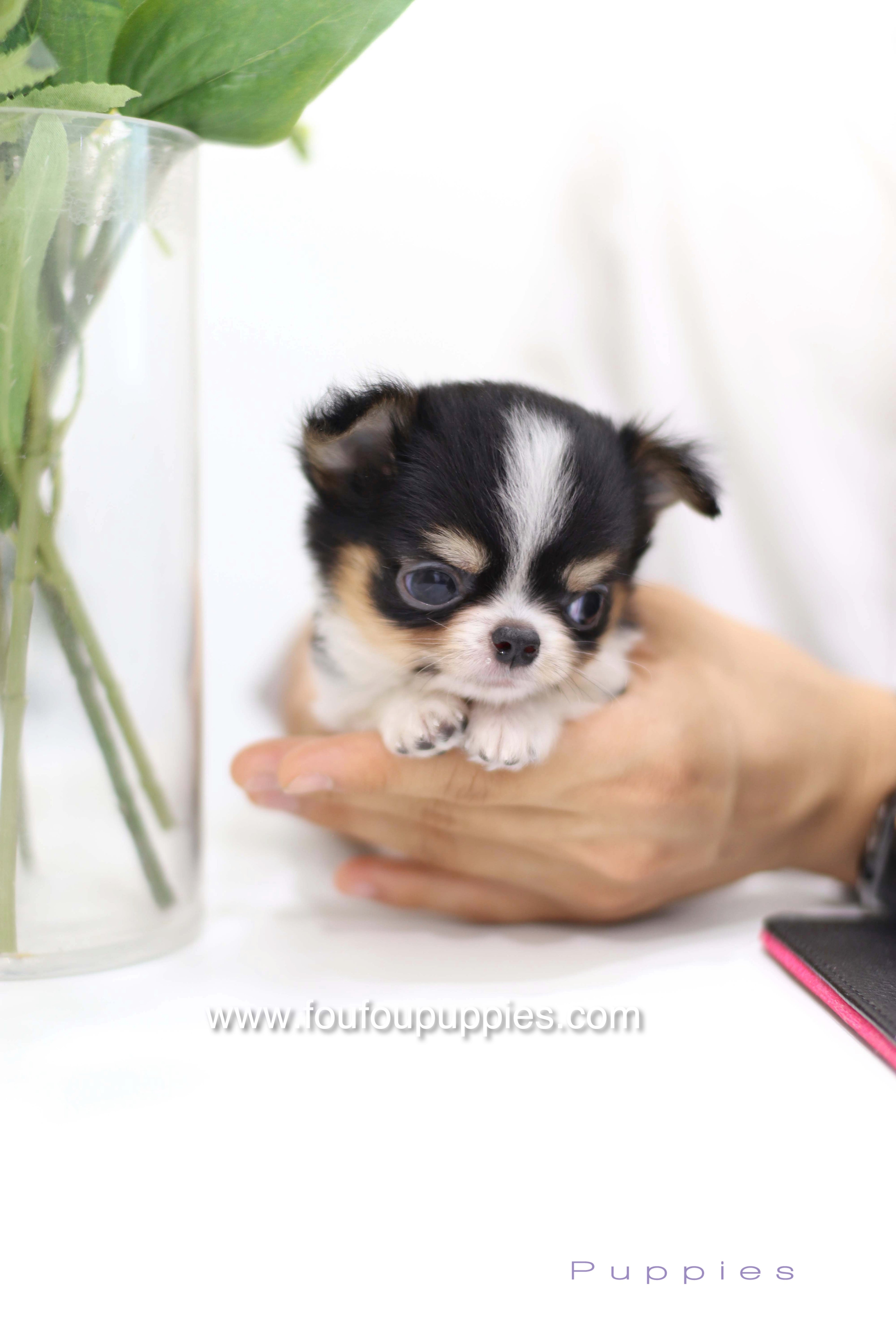 Pablo - Chihuahua M.