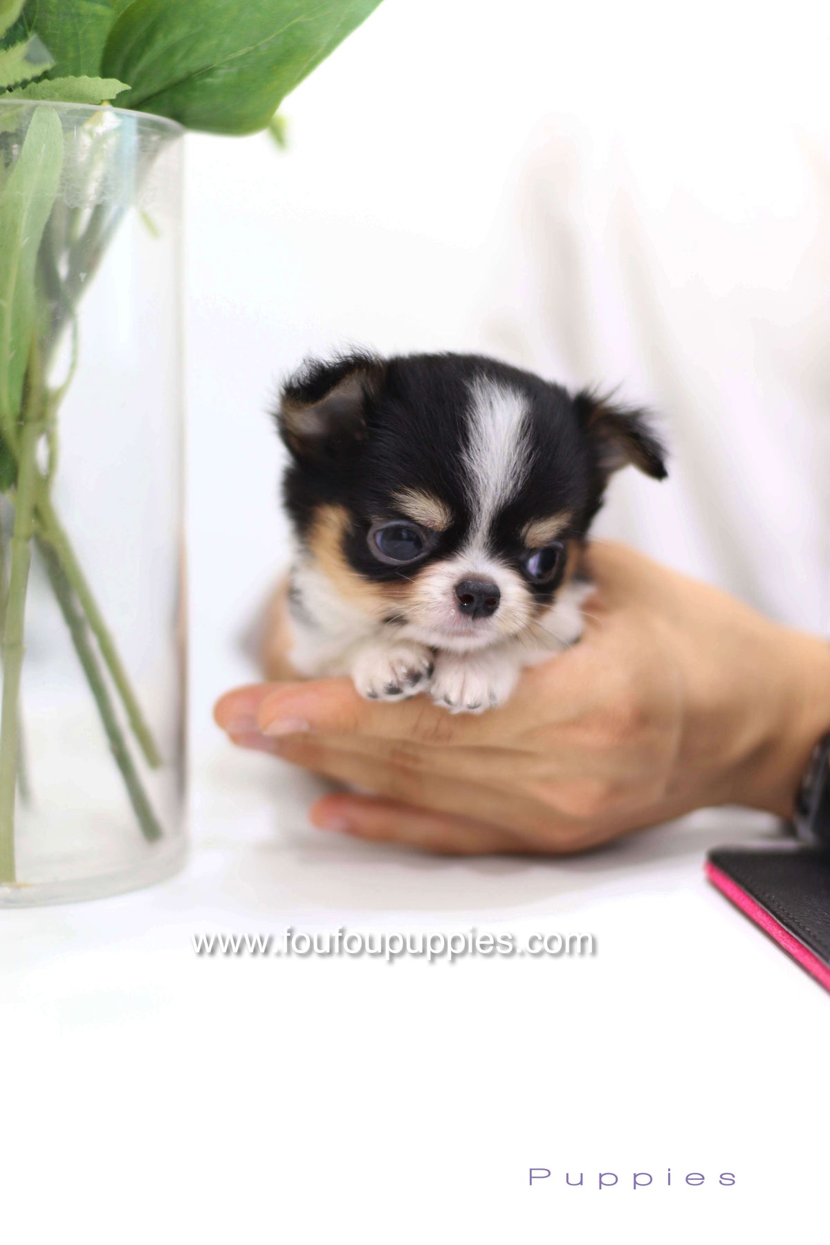 Pablo - Chihuahua M.