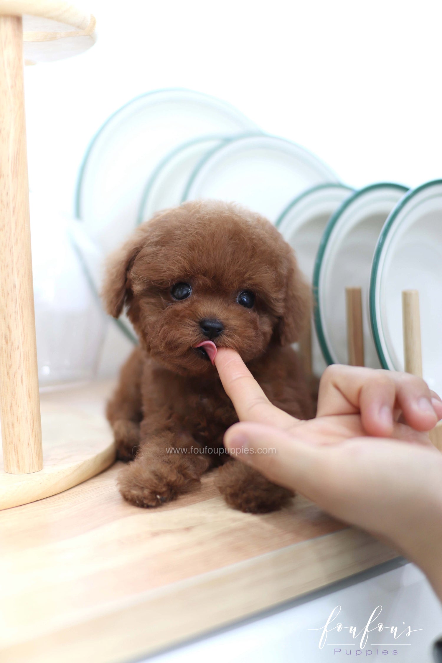 Lady - Poodle F. -