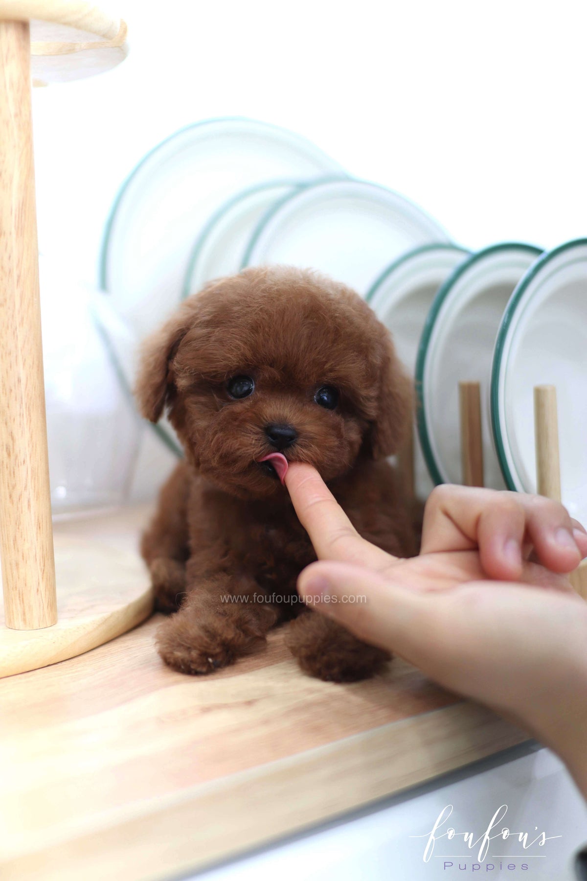 Lady - Poodle F. -