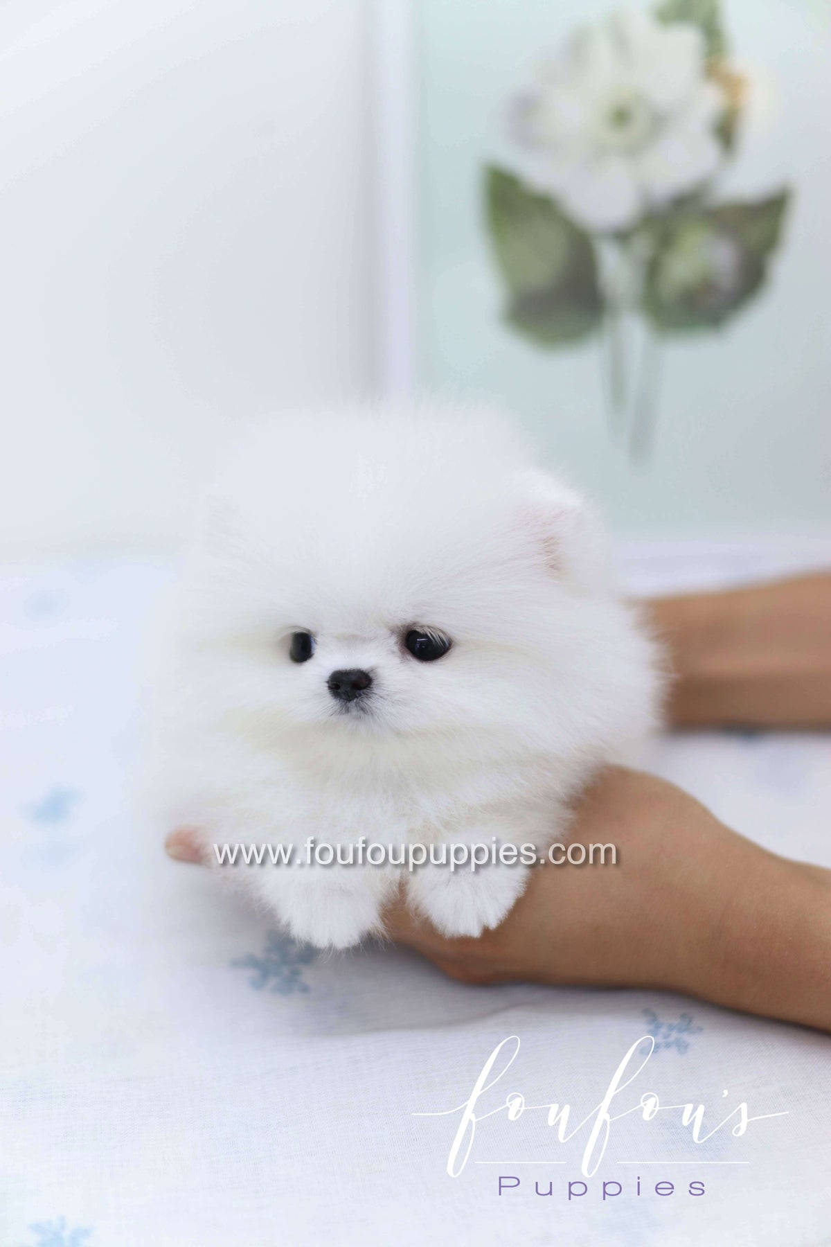 Boo - Pomeranian M.
