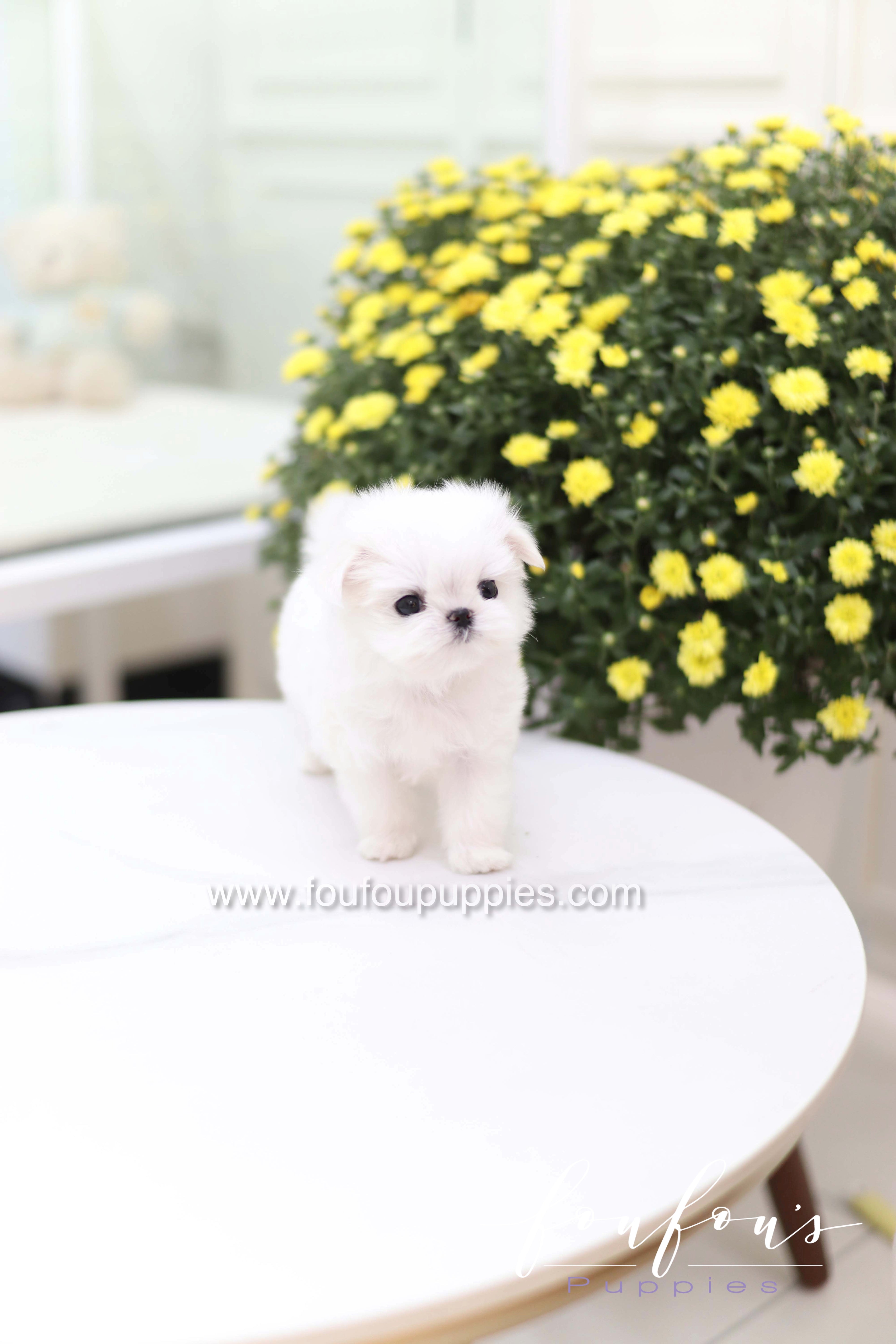 Teeny - Maltese F.