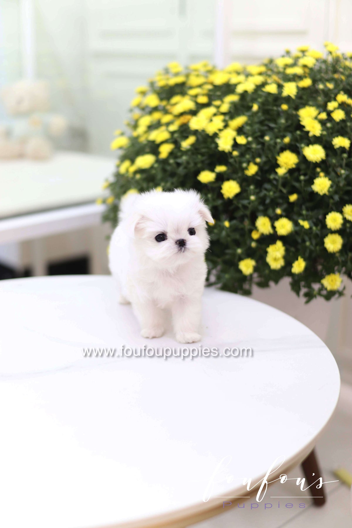 Teeny - Maltese F.