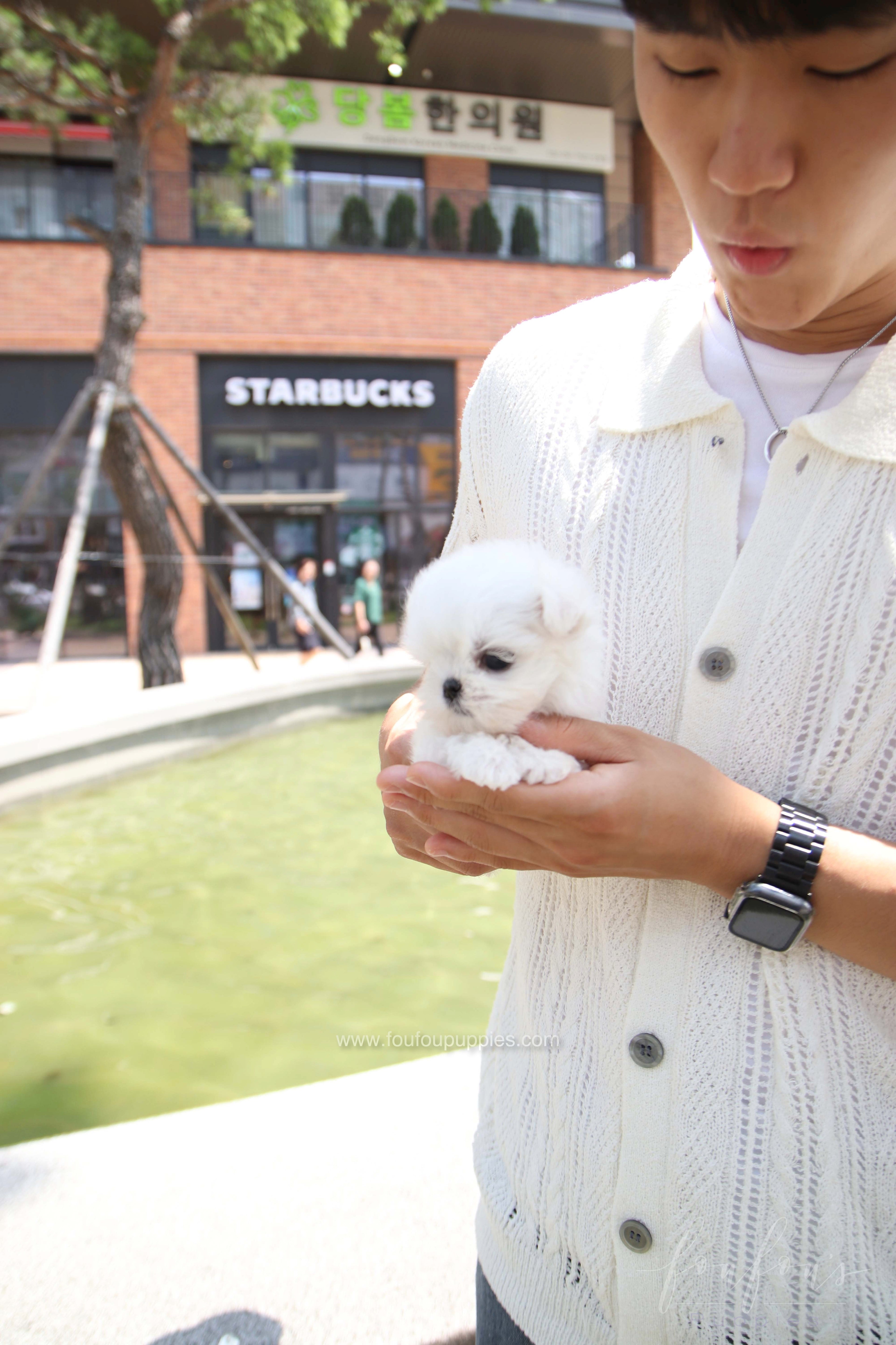 PoohBear - Maltese M.
