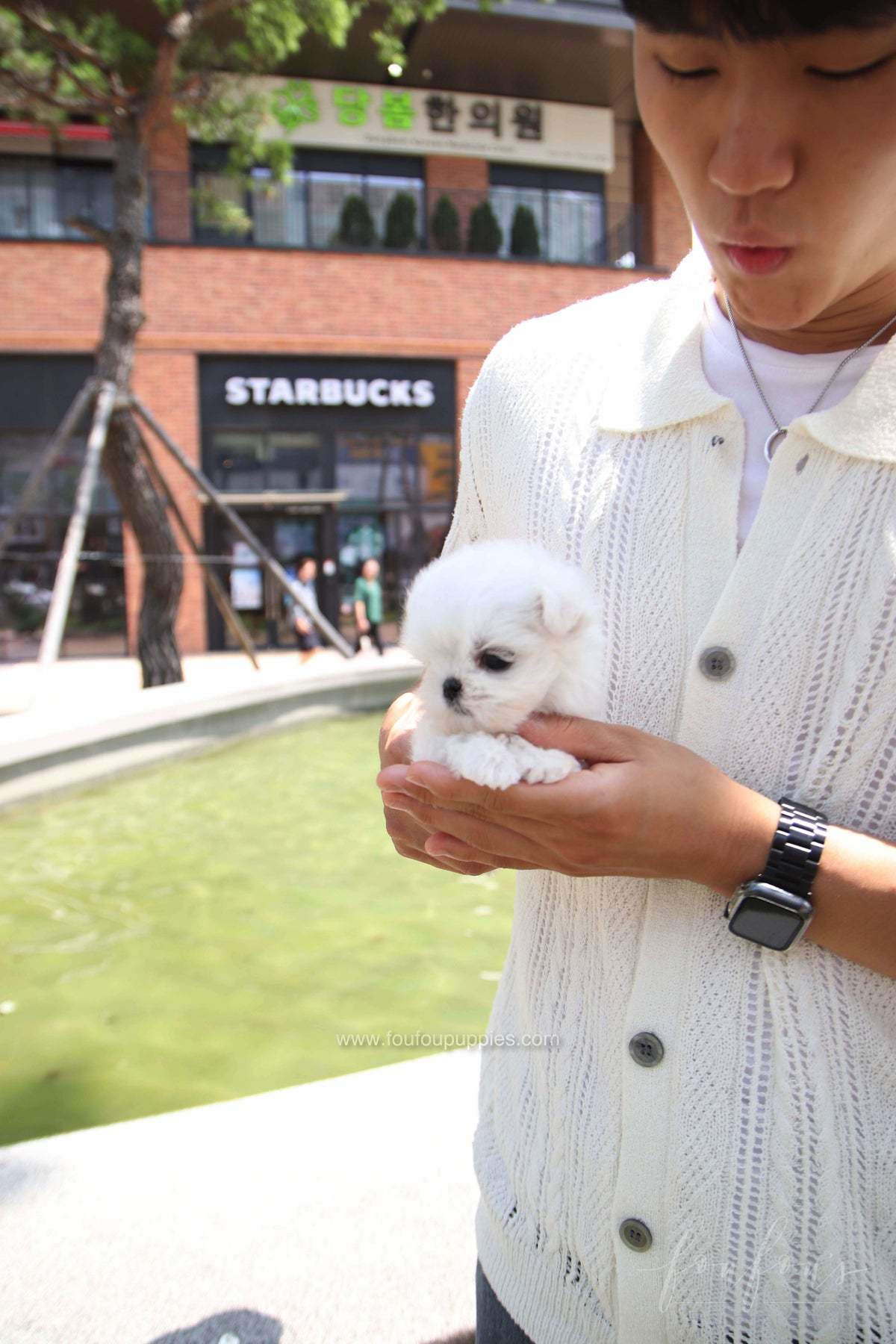 PoohBear - Maltese M.