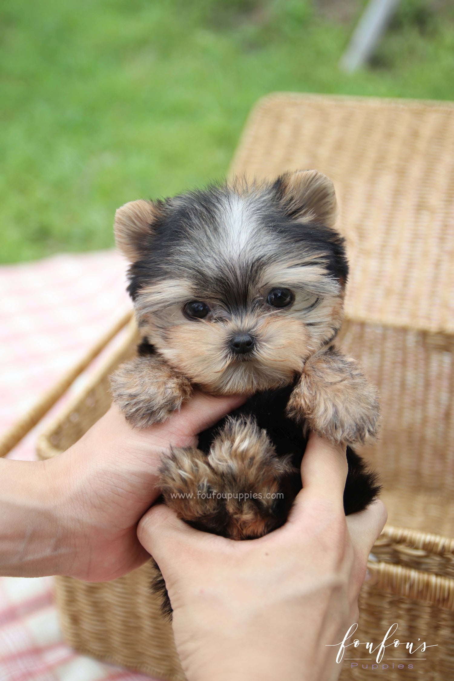 Giulia - Yorkshire Terrier F.