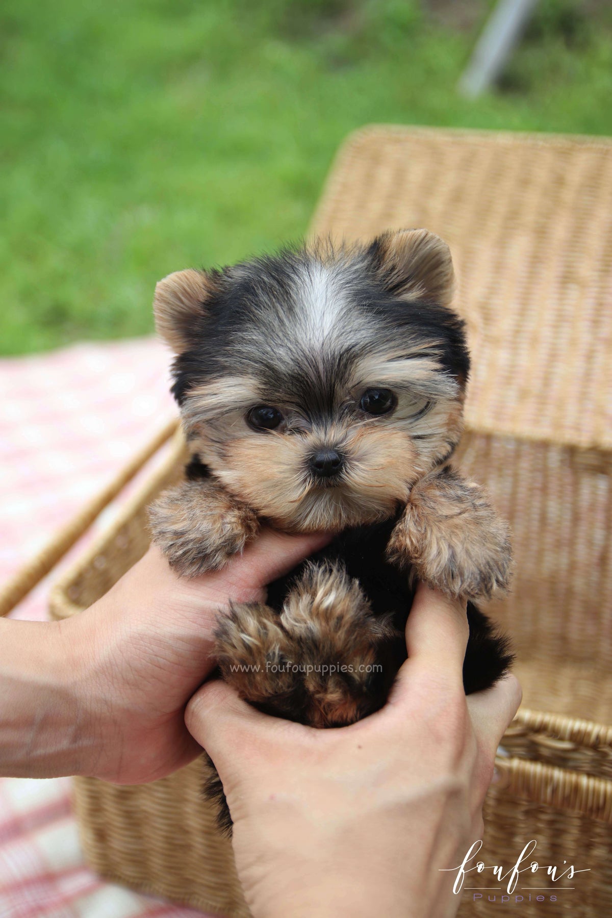 Giulia - Yorkshire Terrier F.