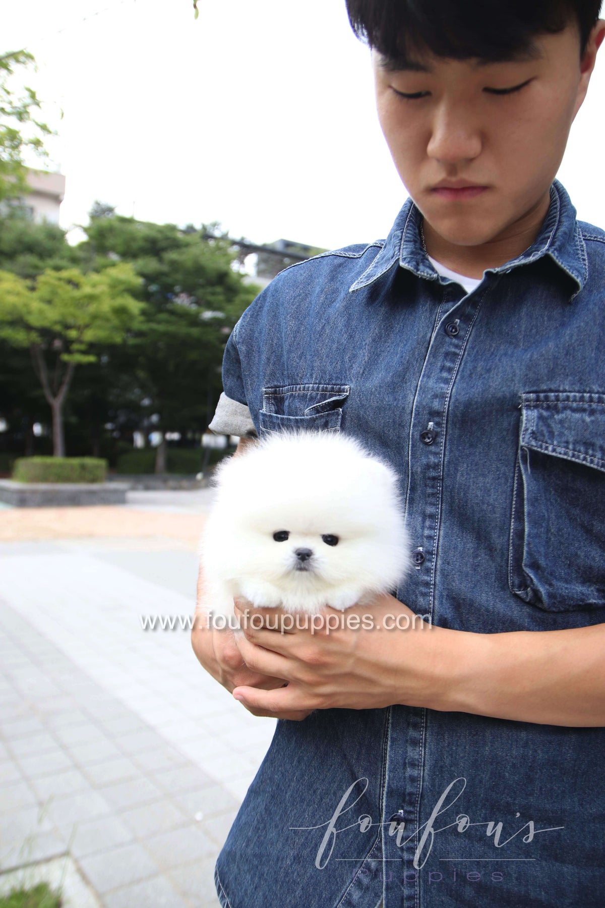 Marshmallow - Pomeranian M.