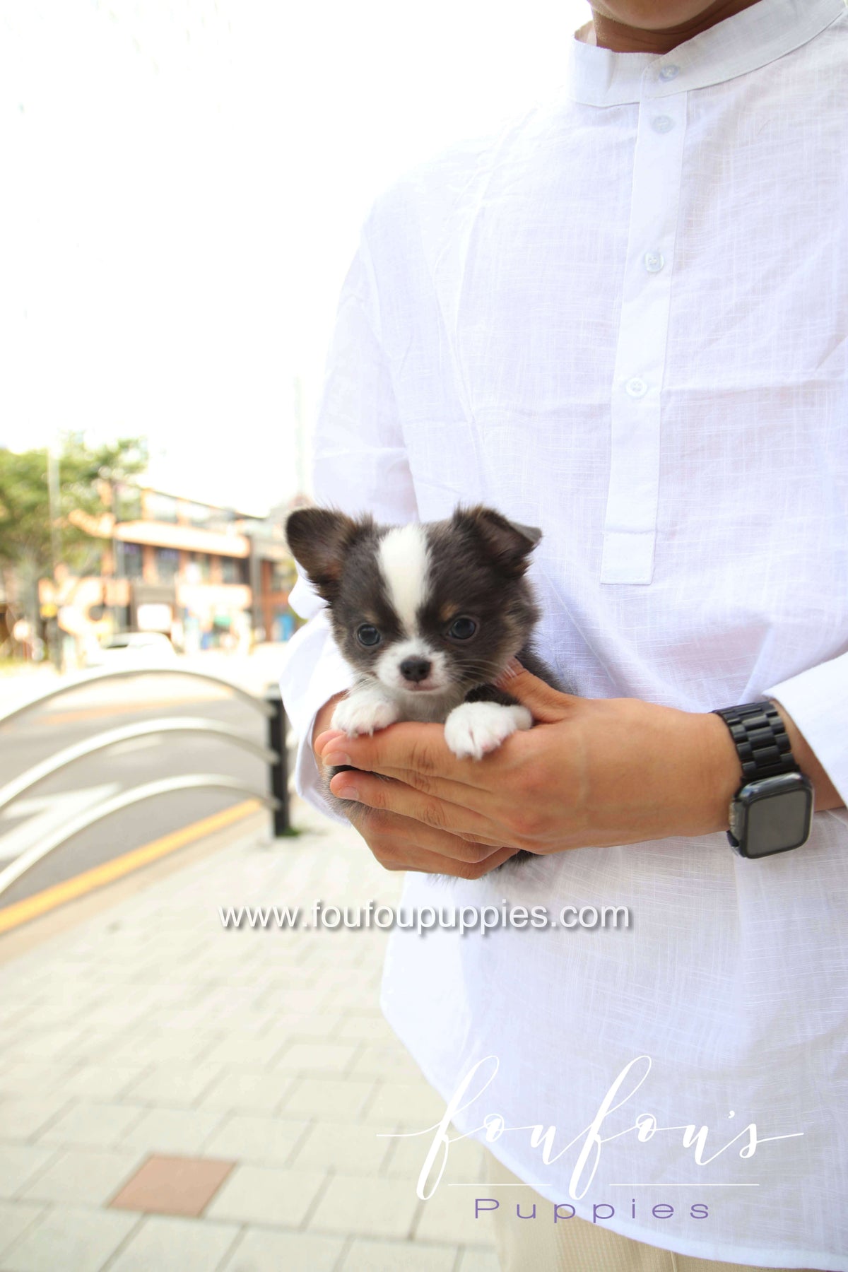 Zoro - Chihuahua M.