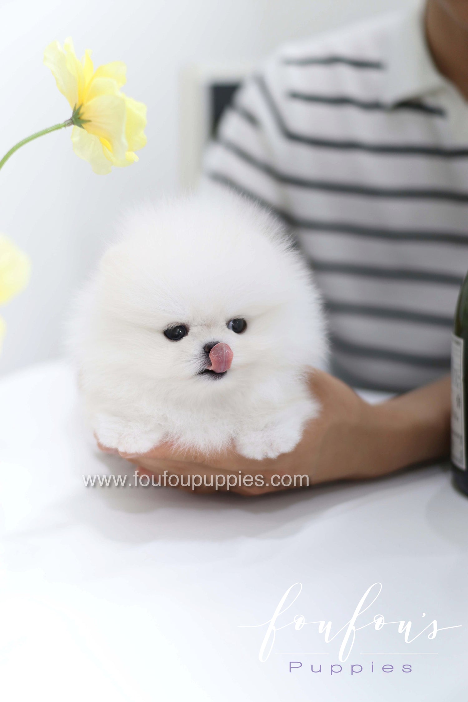 Teddy - Pomeranian M.