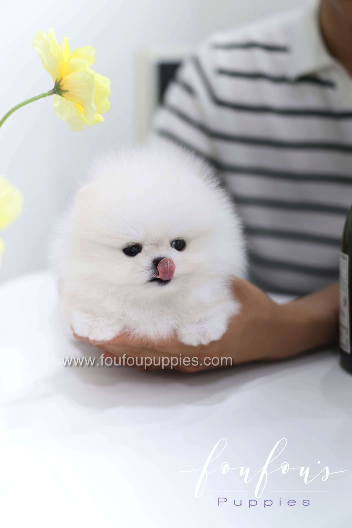 Teddy - Pomeranian M.