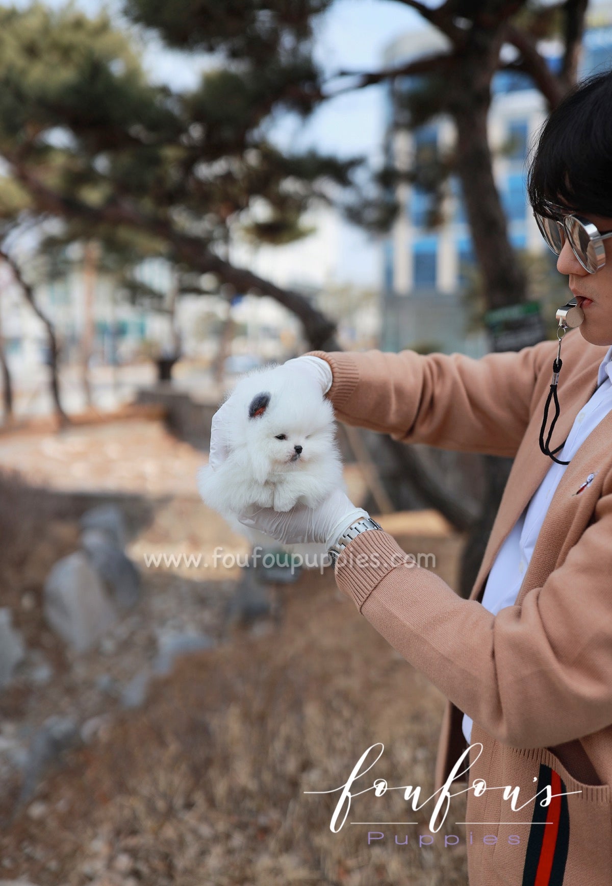 Minou - Pomeranian F.