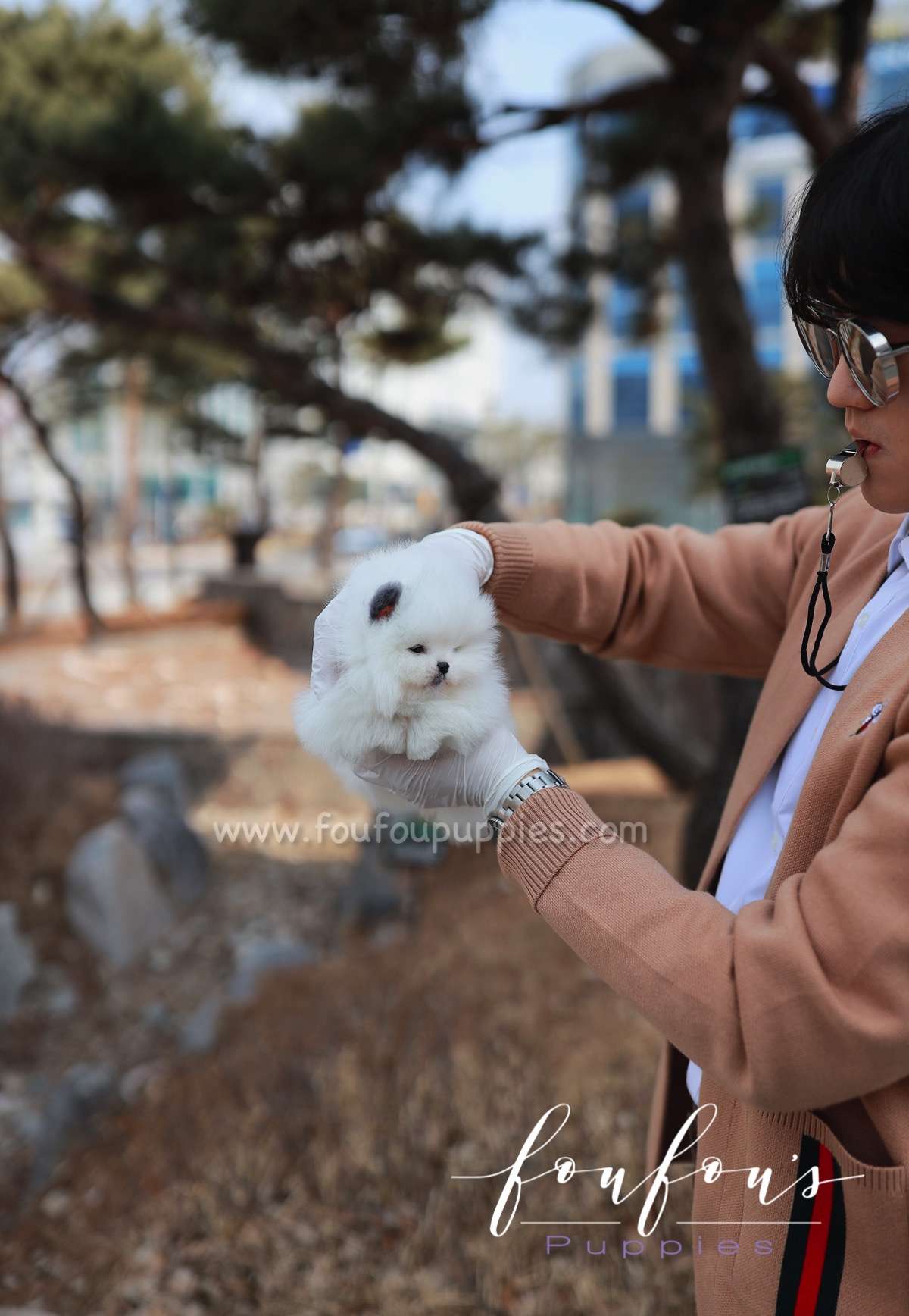 Minou - Pomeranian F.