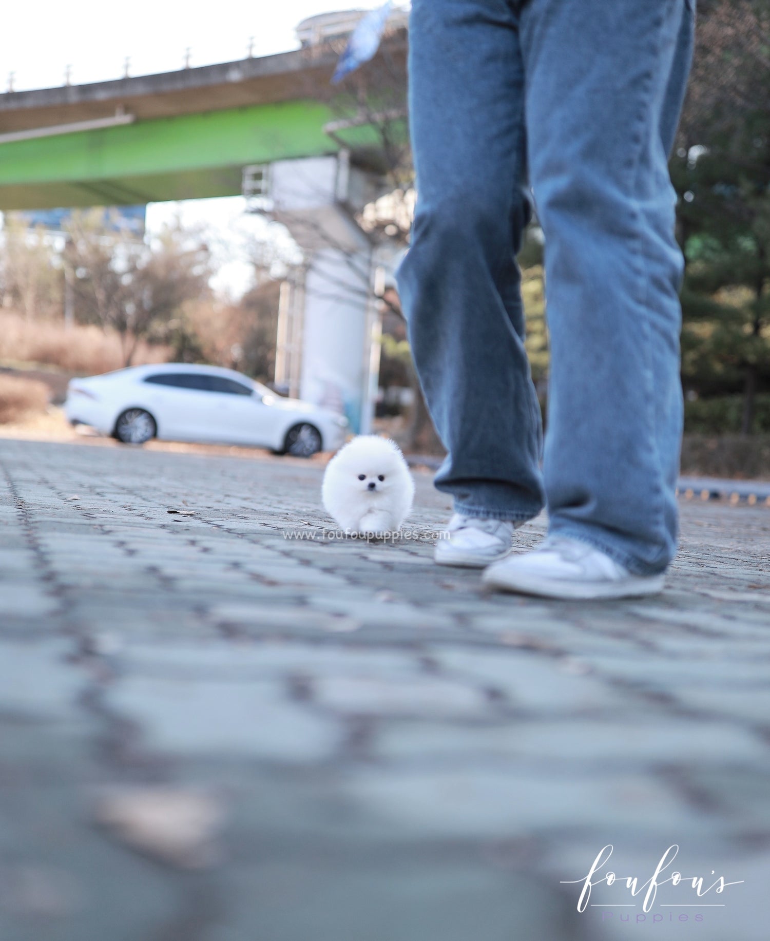 Gia - Pomeranian F