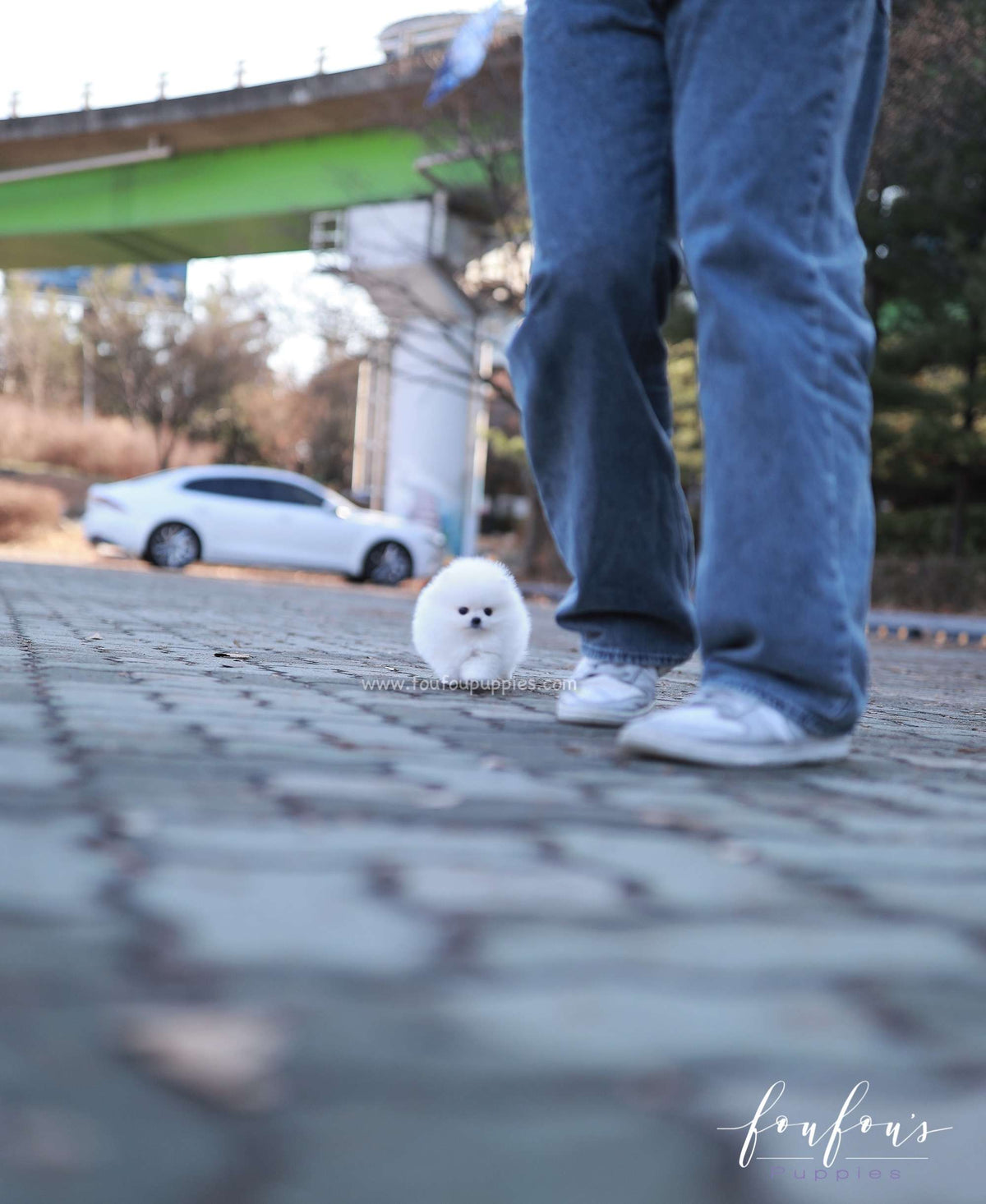 Gia - Pomeranian F