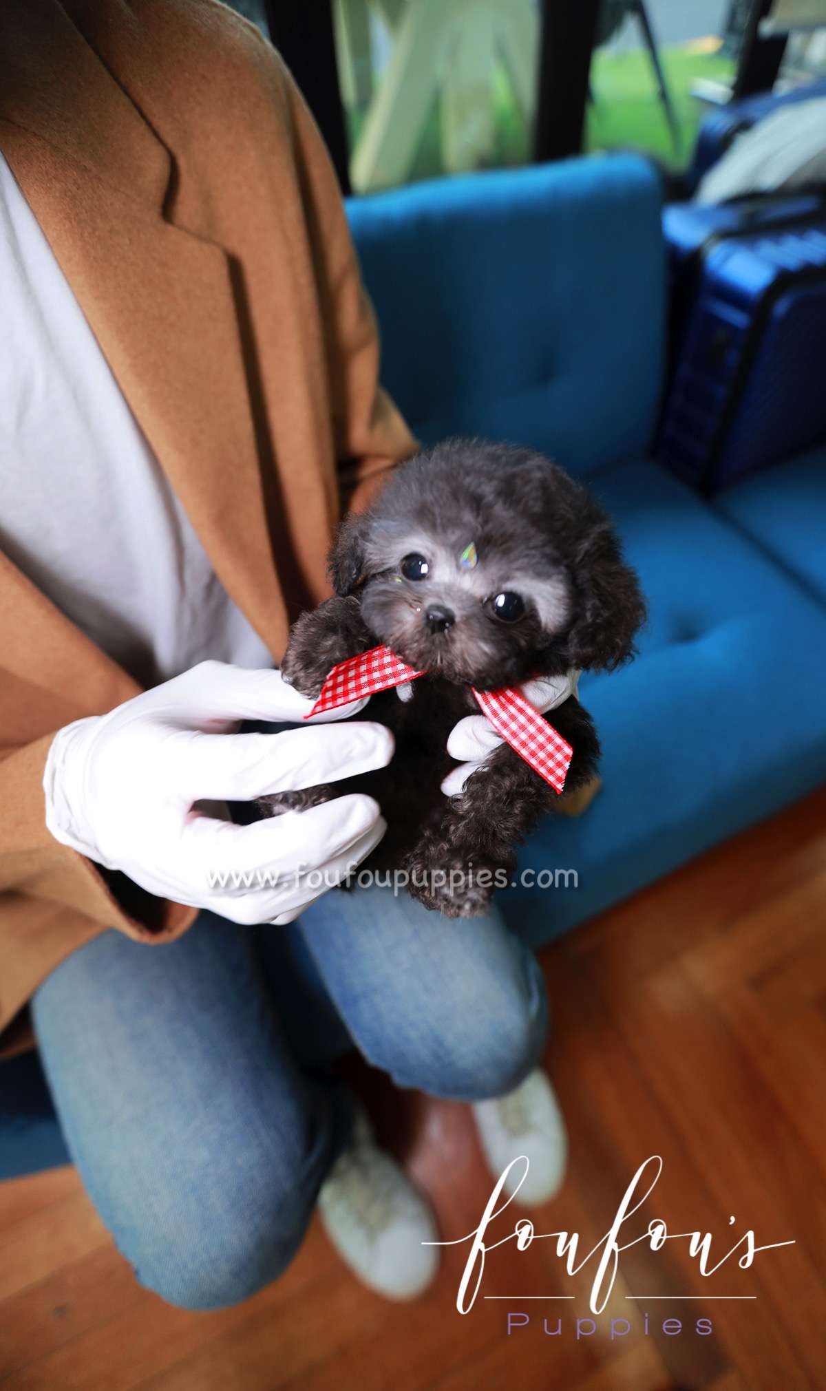 Dahlia - Poodle F.