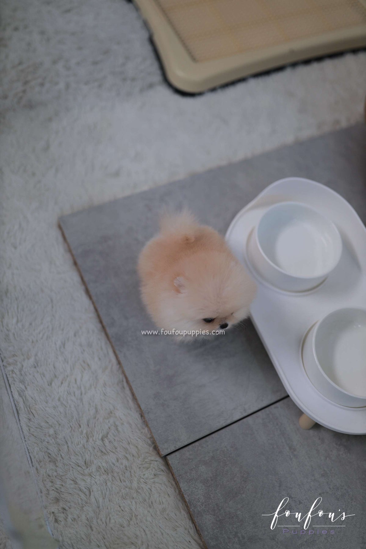 Duke - Pomeranian M.