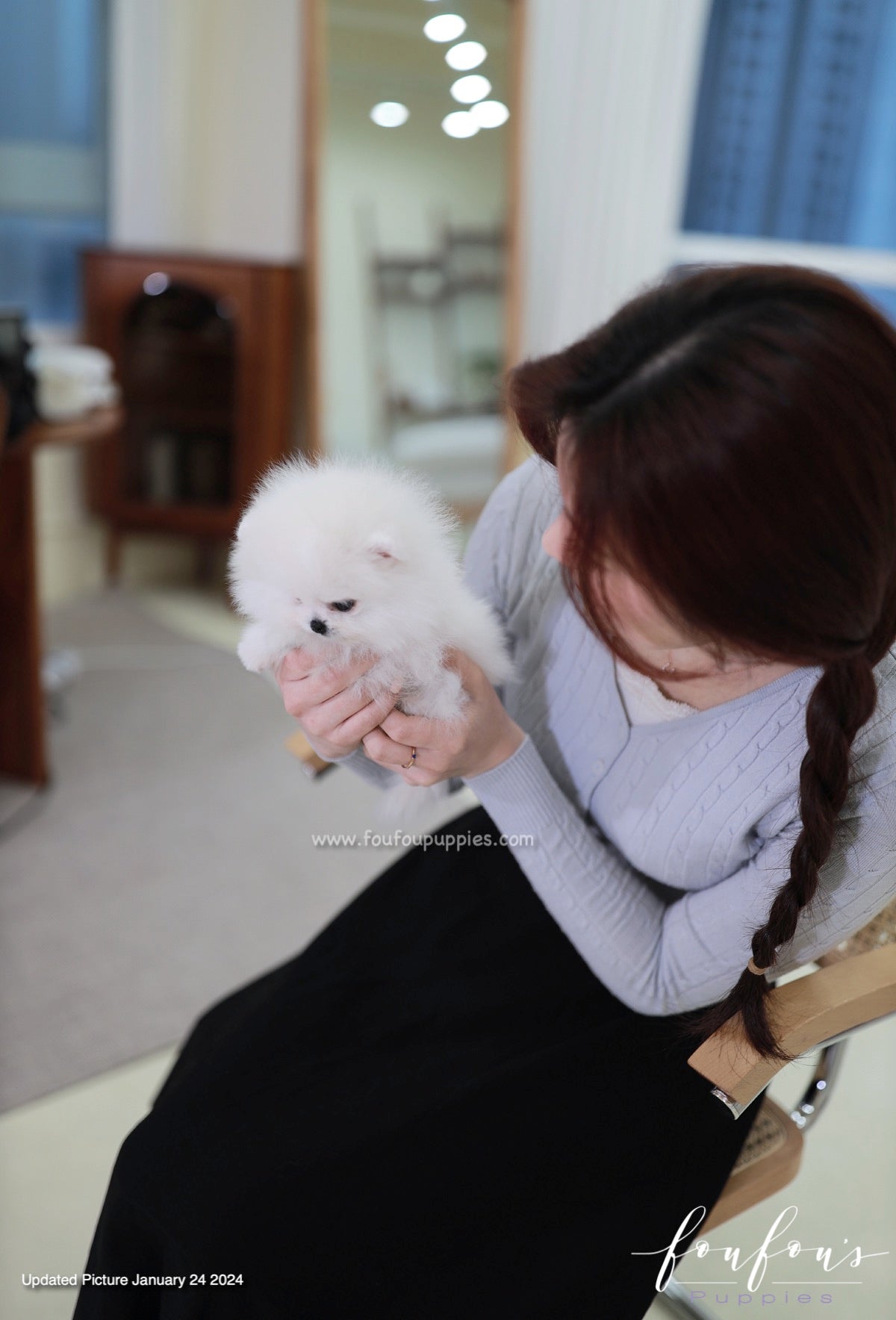 Gia - Pomeranian F