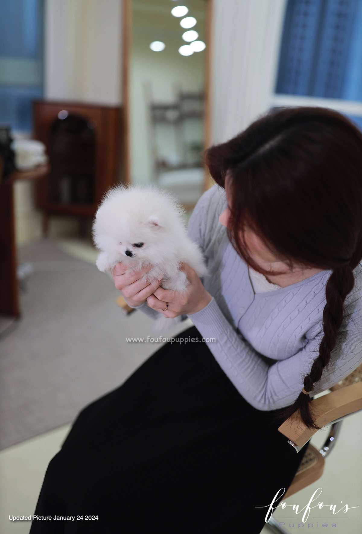 Gia - Pomeranian F