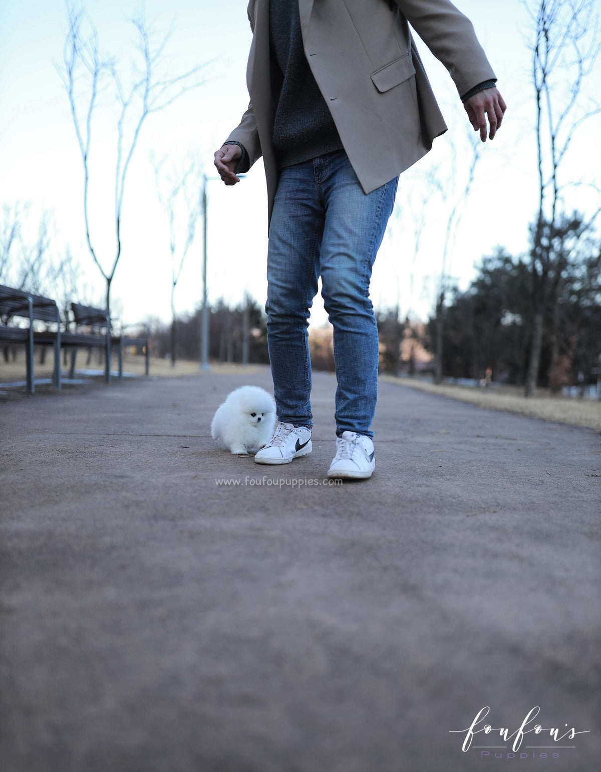 Belle - Pomeranian F.